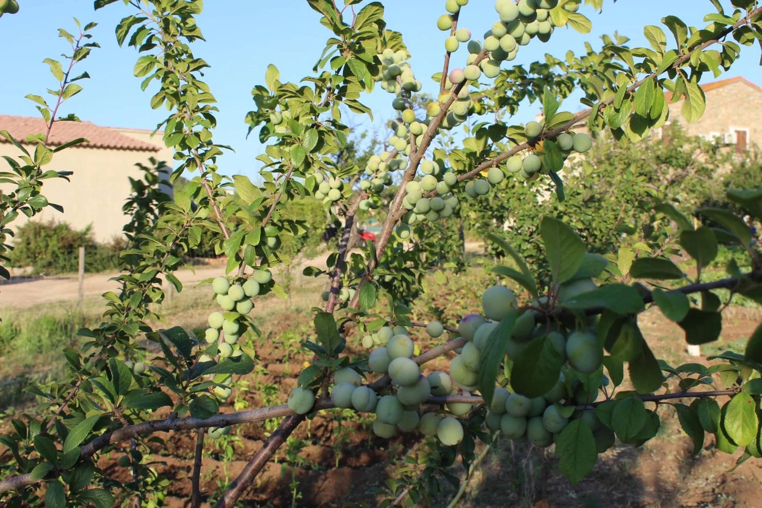 Garden in Hotel & Restaurant Les Bergeries d'Alata