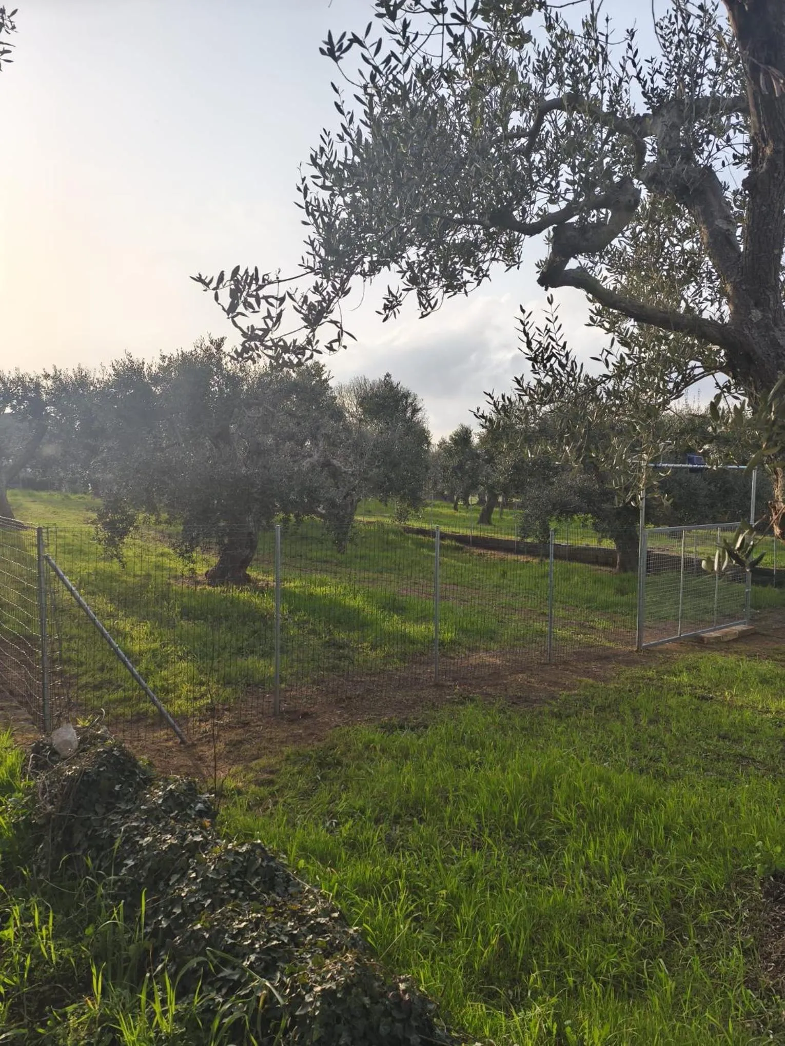 pet friendly in Raggio Di Sole