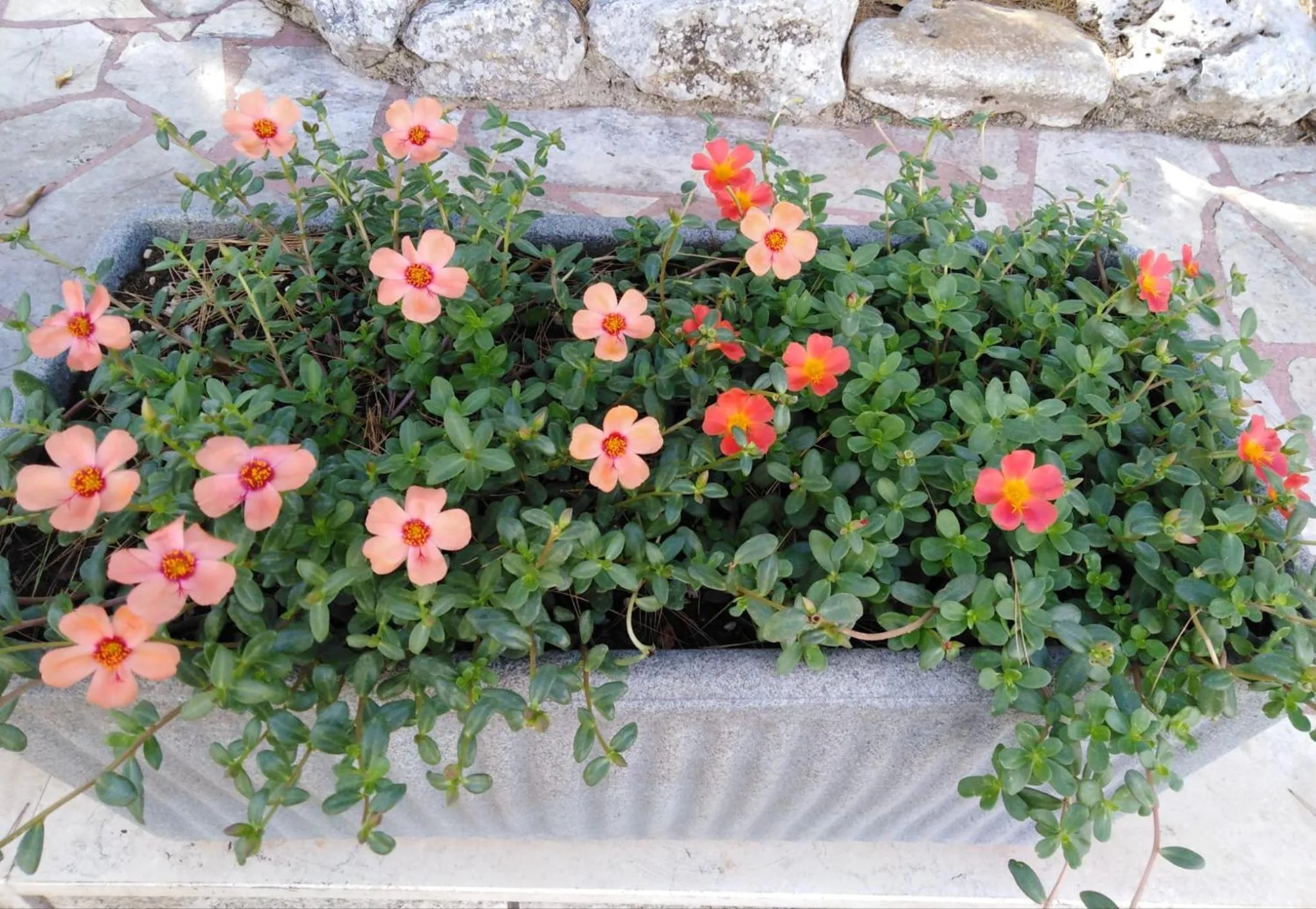 Garden in Raggio Di Sole