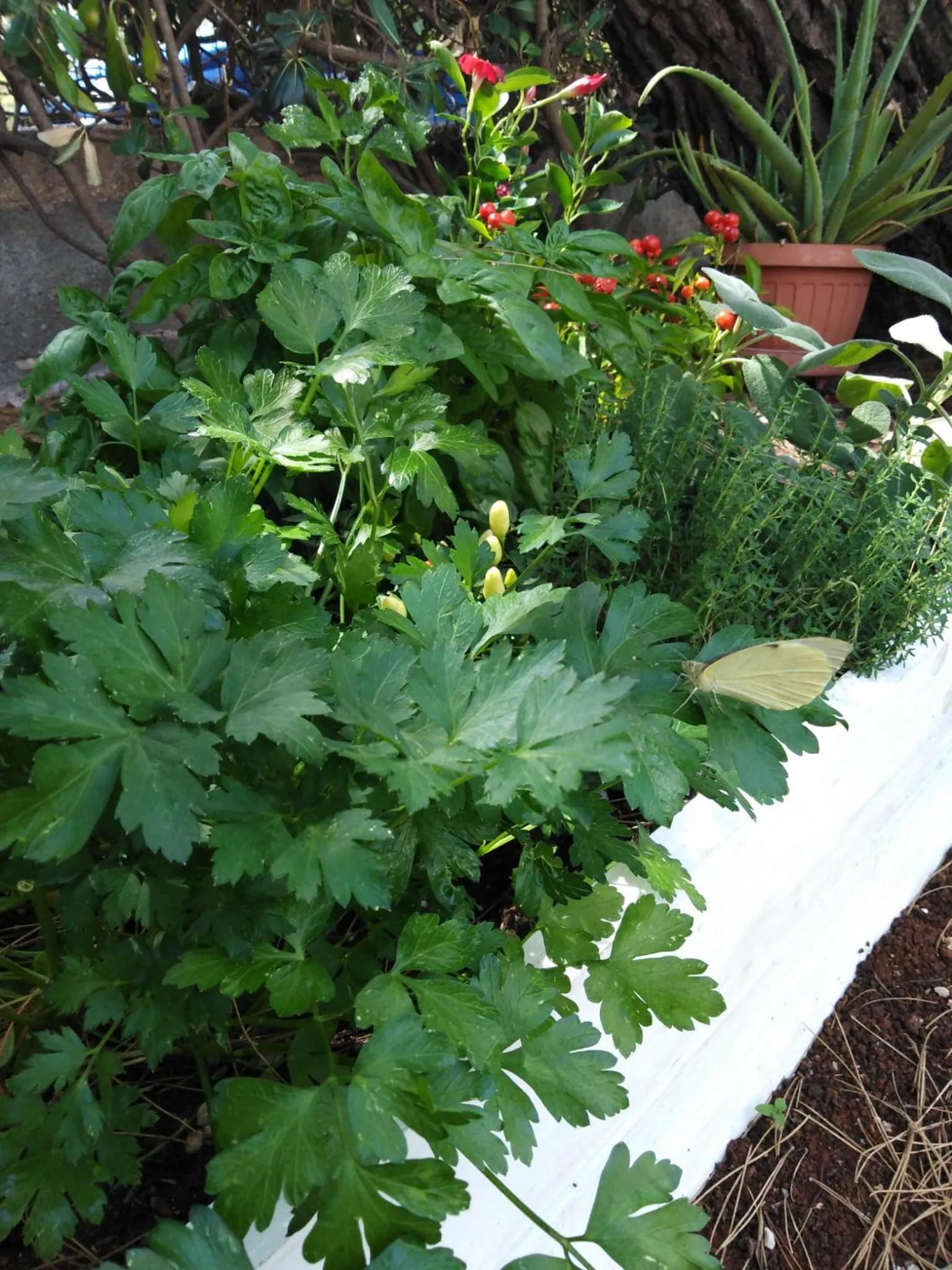 Garden in Raggio Di Sole