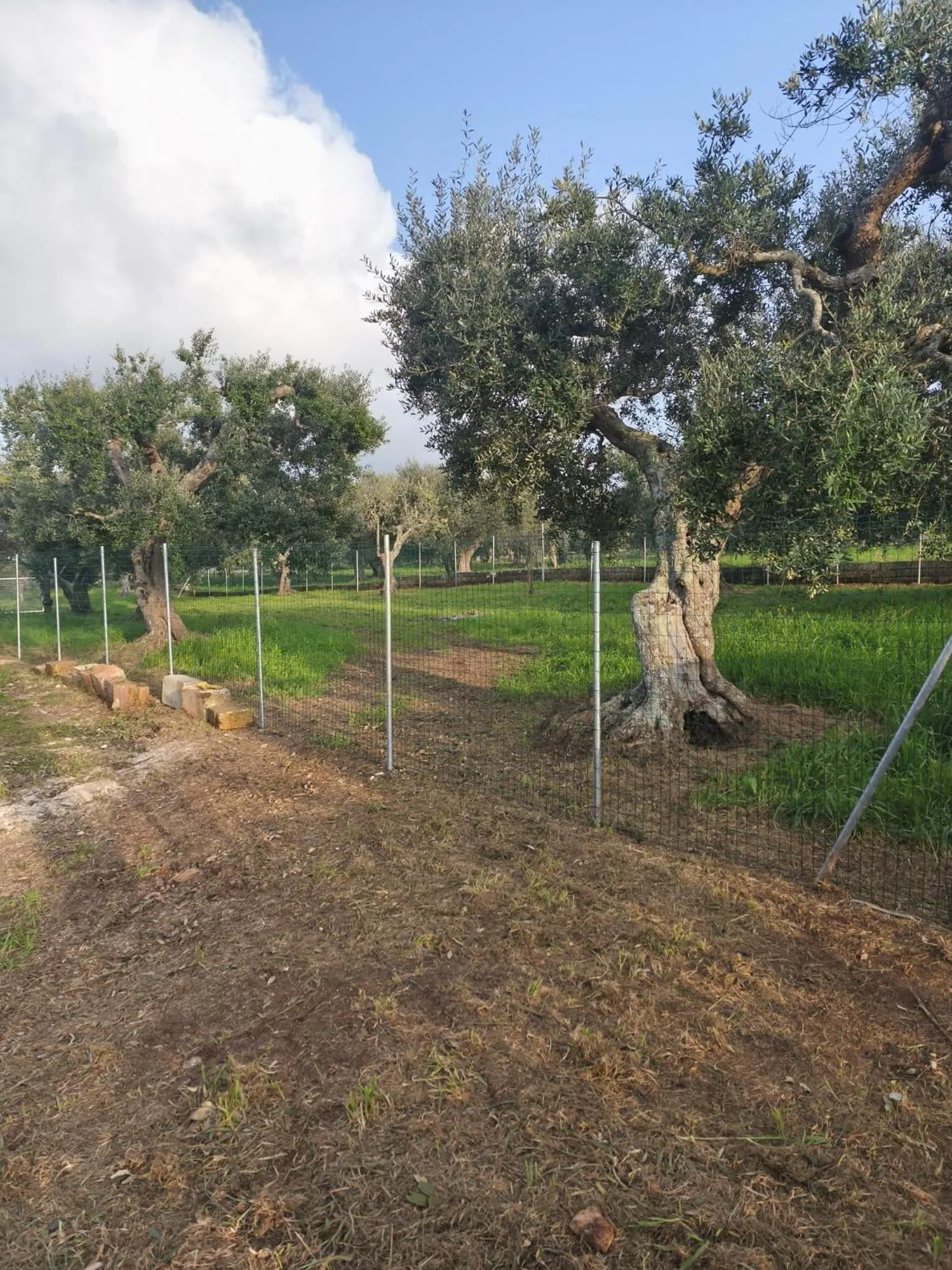 Pets in Raggio Di Sole