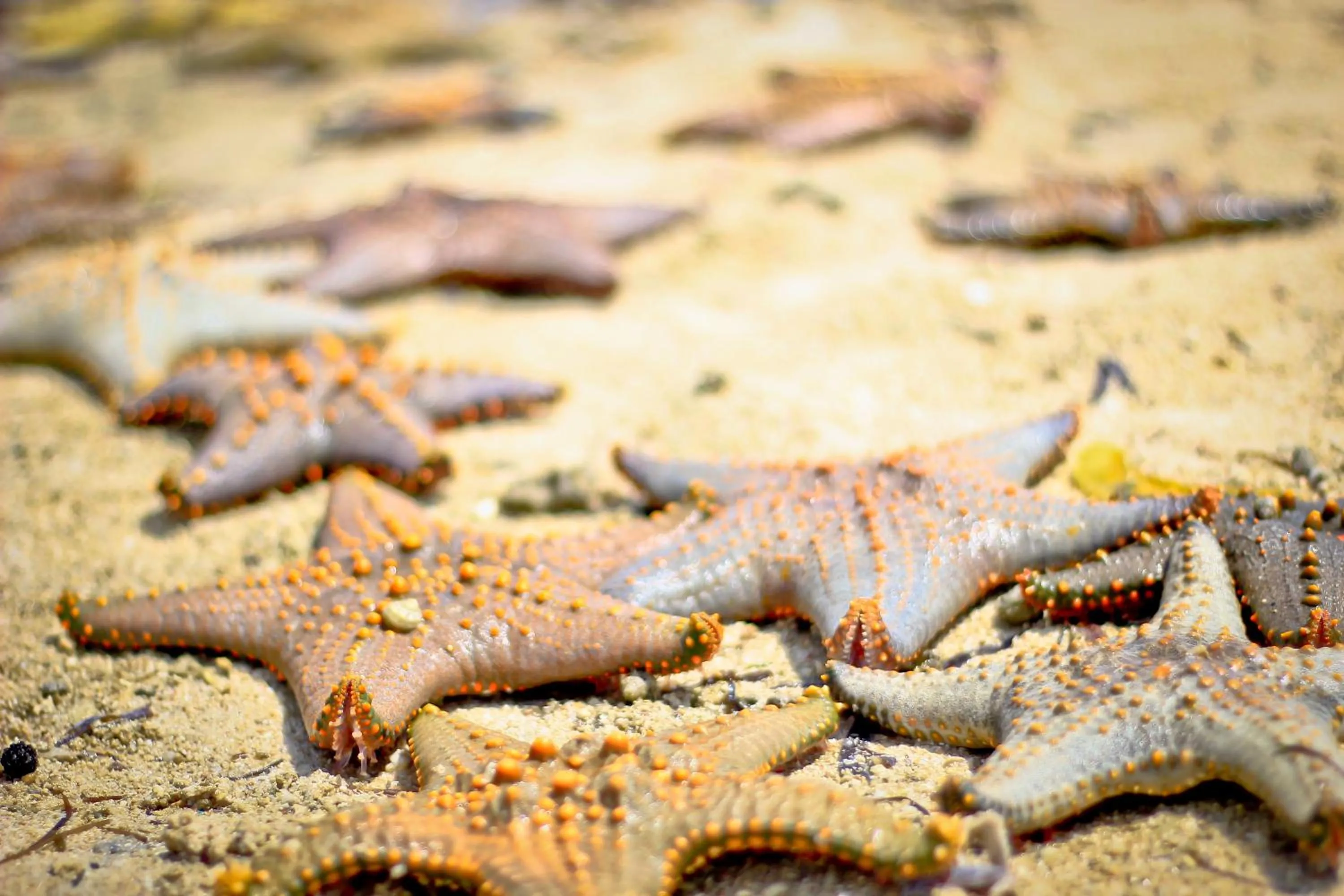 Animals in Samaki Lodge & Spa