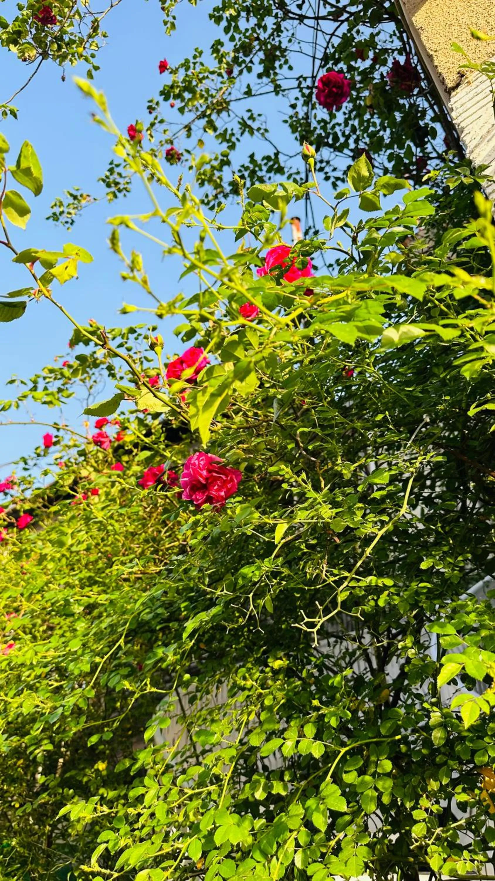 Property building in Hotel Tamar Mepe