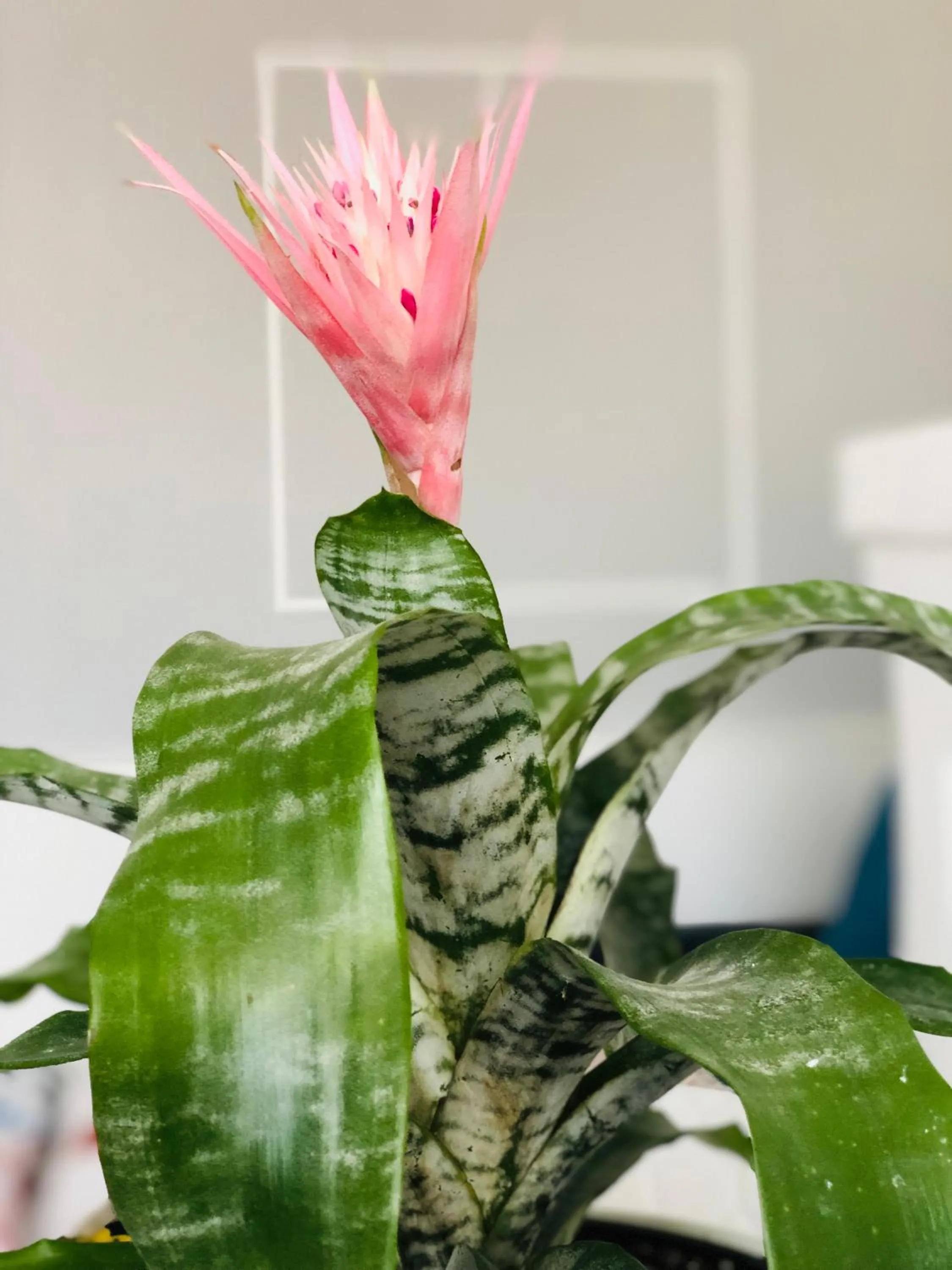 Decorative detail in Hotel Tamar Mepe