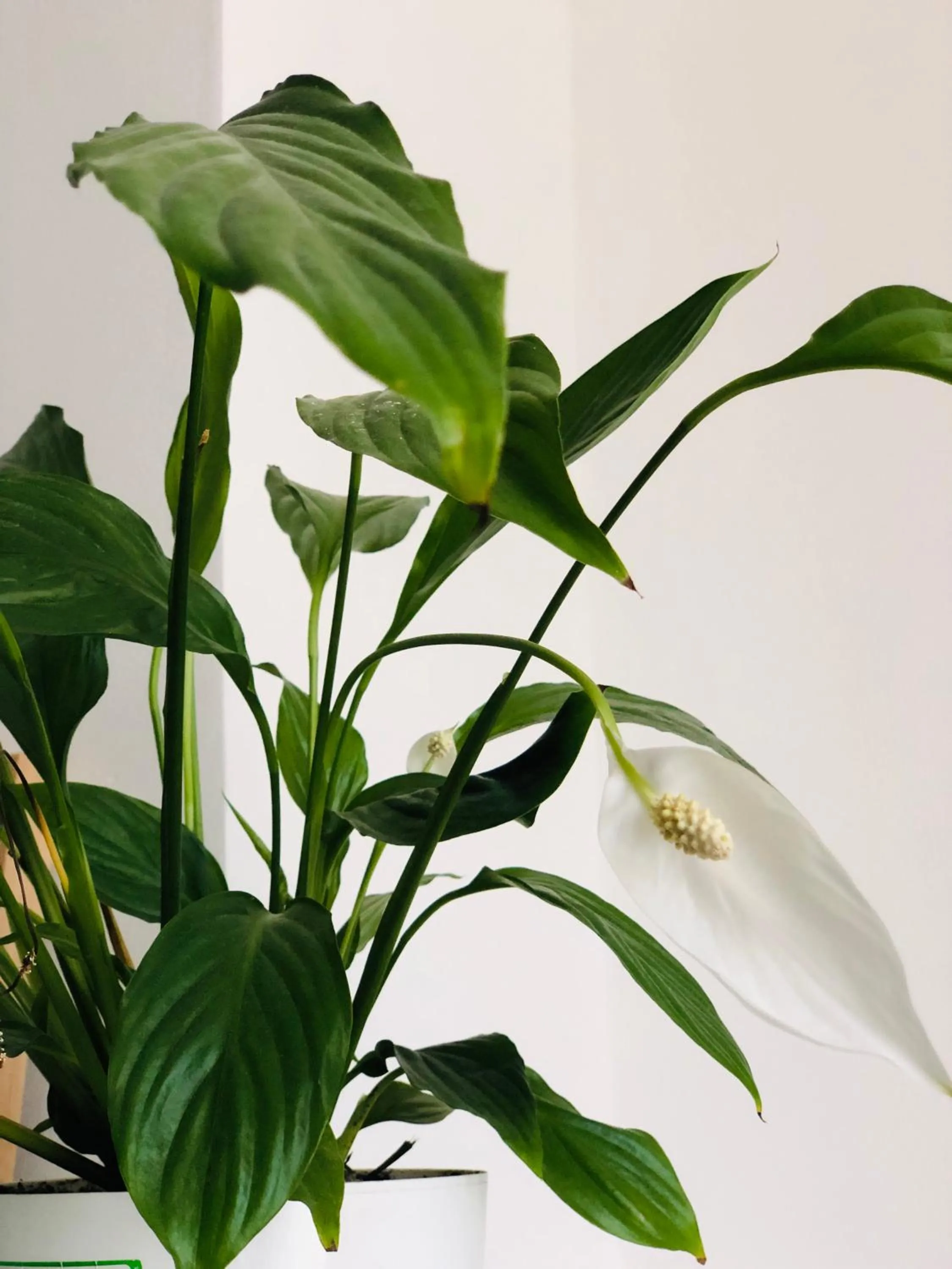 Property building in Hotel Tamar Mepe