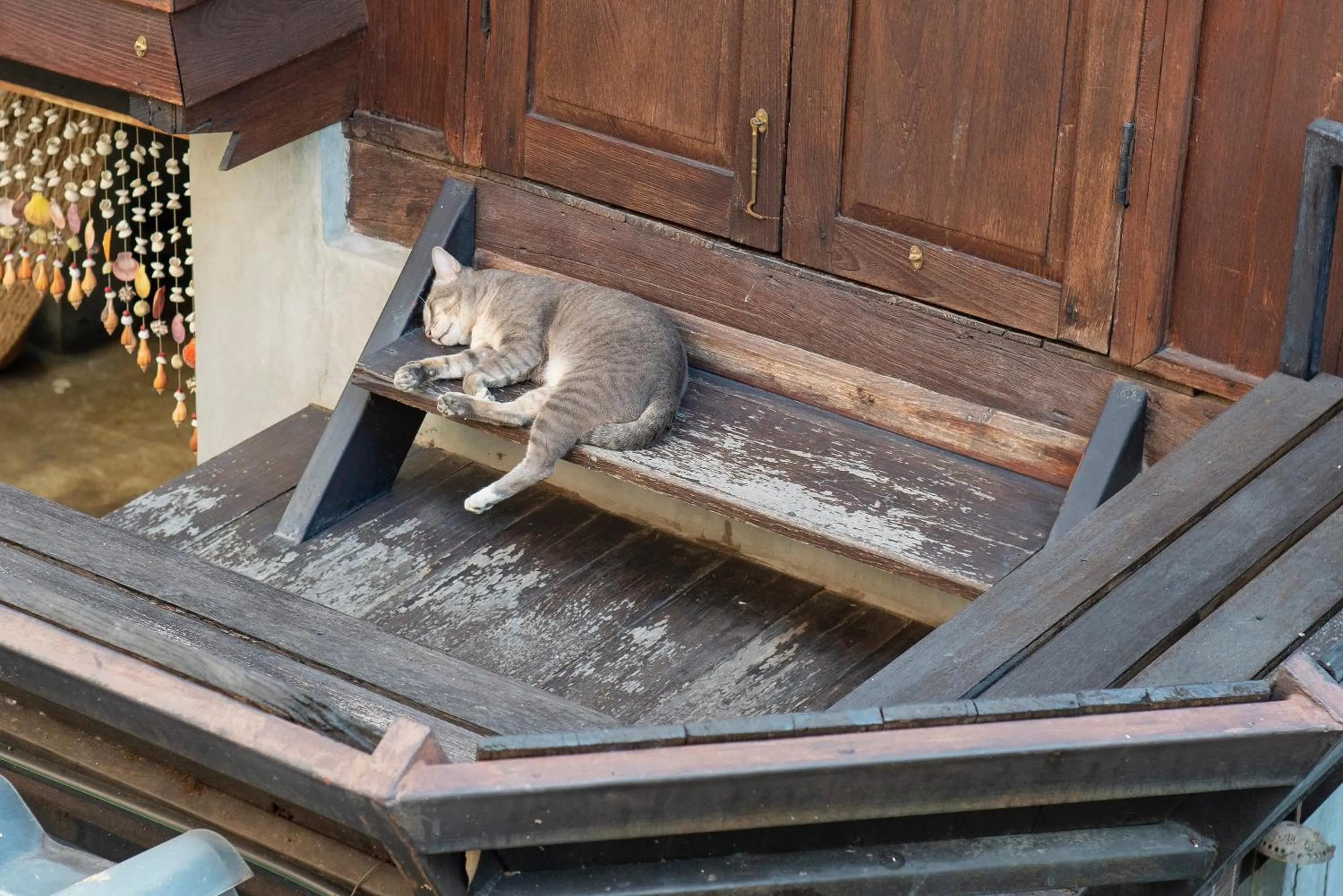 Animals in Chiang Mai Summer Resort