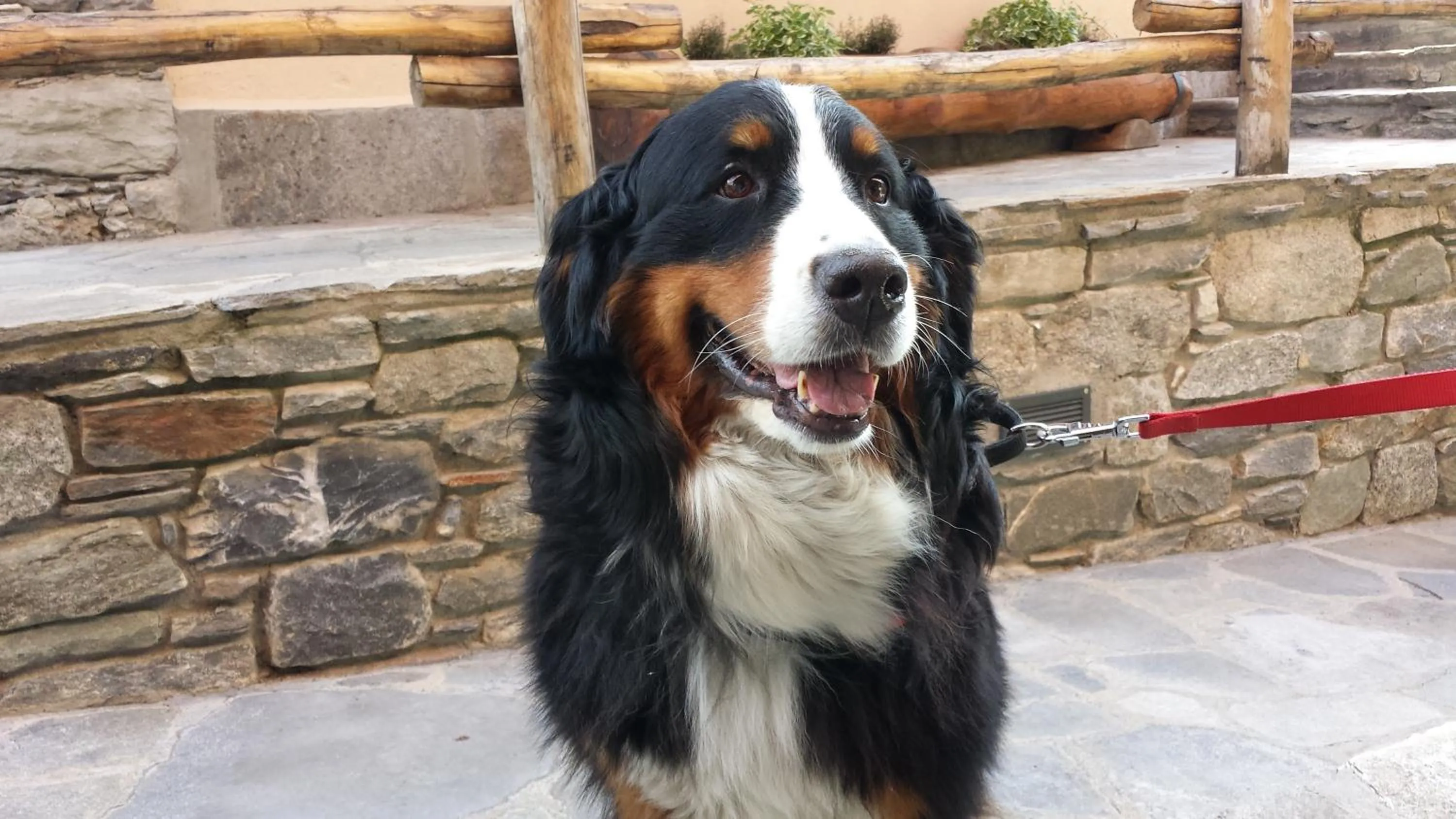 Pets in Le Petit Coeur Residence De Montagne