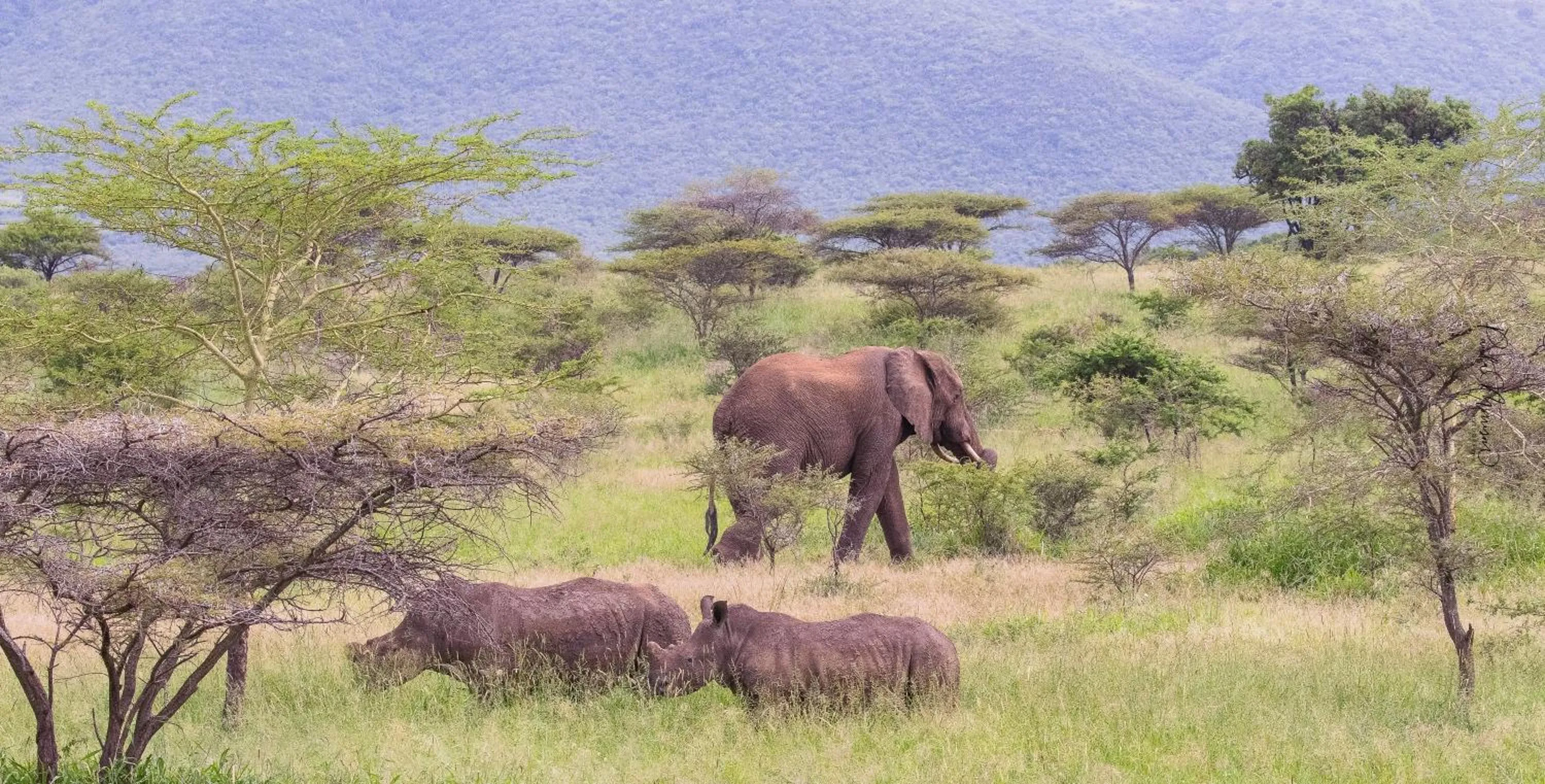 Animals in Sungulwane Private Game Lodge