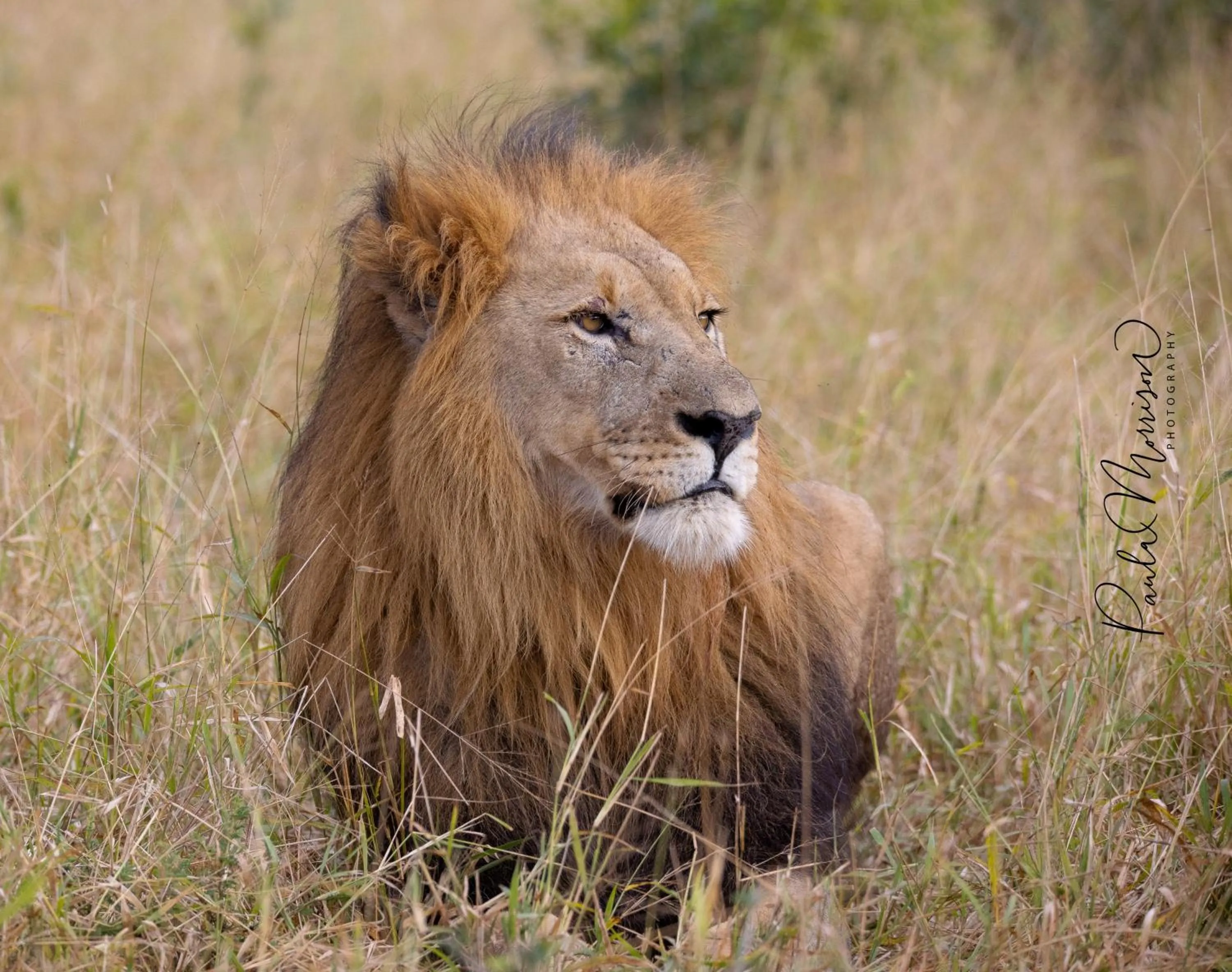 Animals in Sungulwane Private Game Lodge
