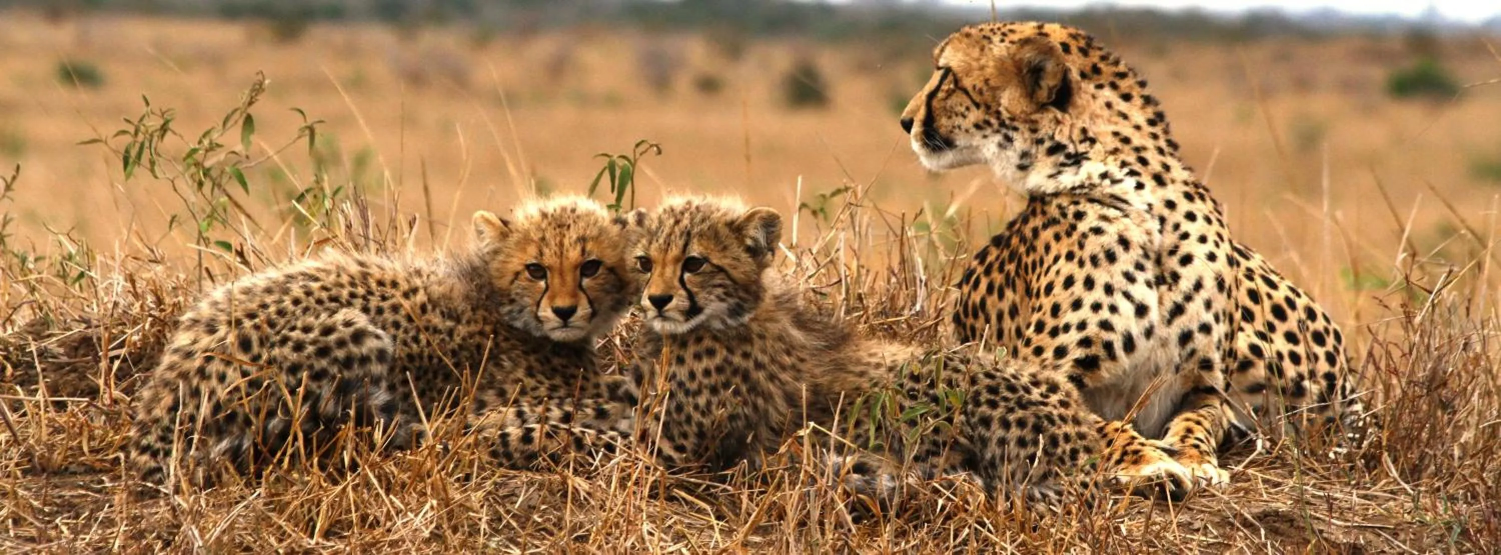 Animals in Sungulwane Private Game Lodge