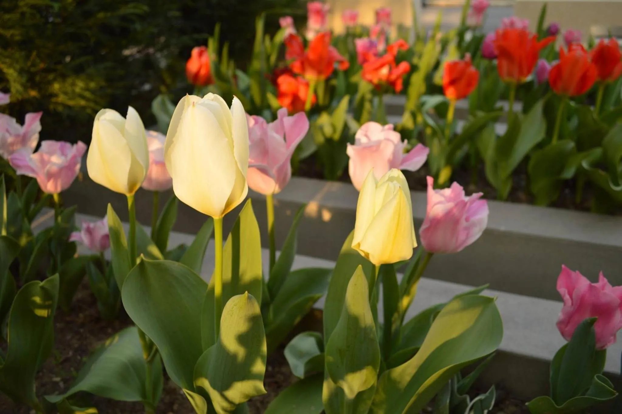 Garden in Alexakis Hotel & Spa