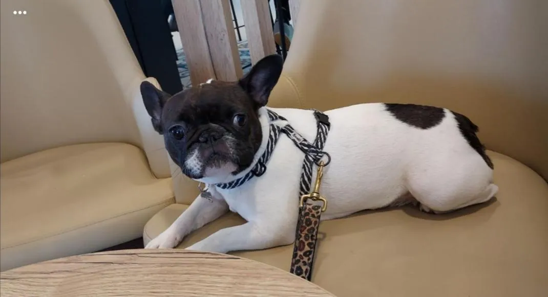 Animals in Première Classe Mâcon Sud