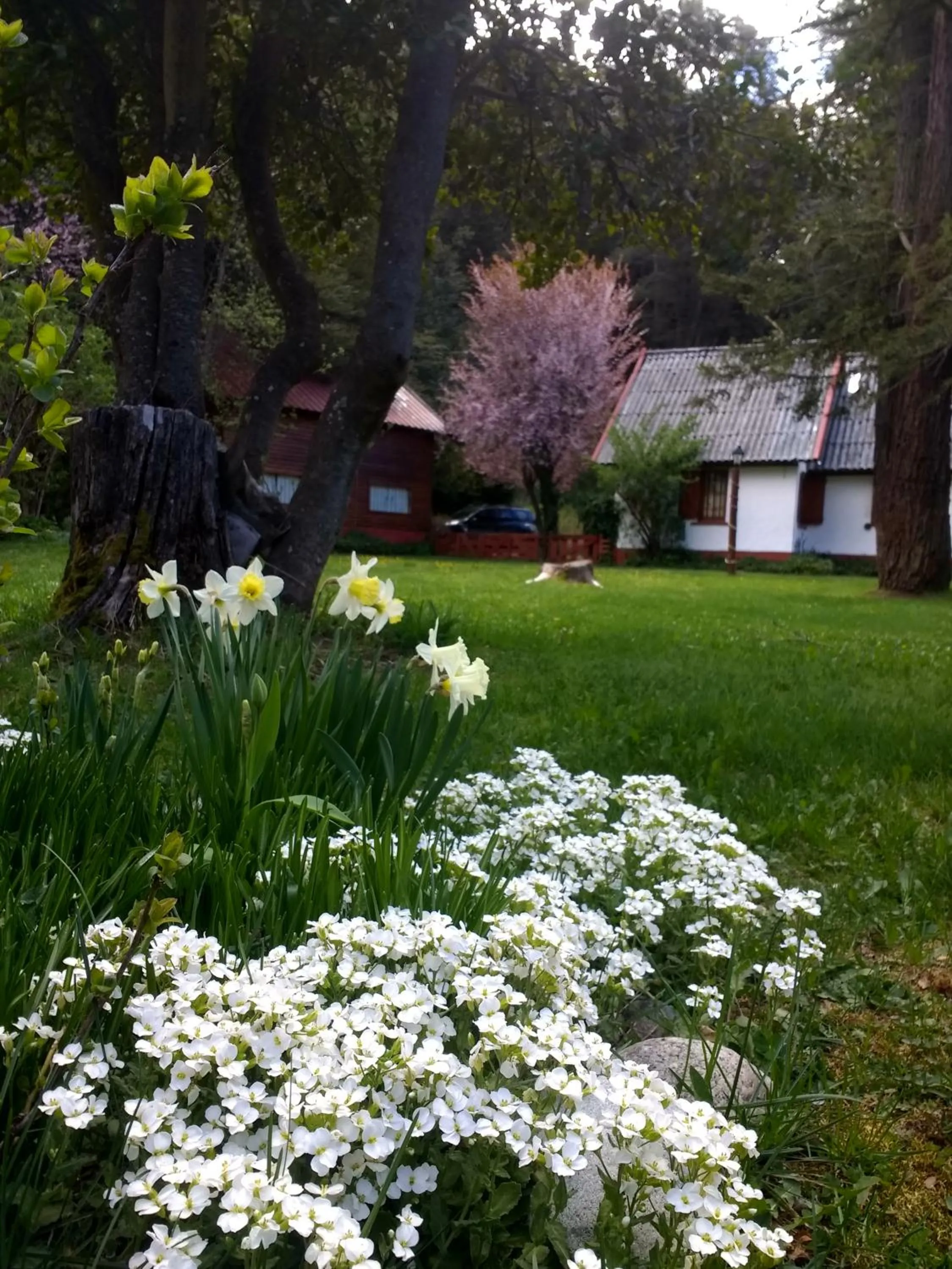 Spring in Cabañas Pichi Ruca