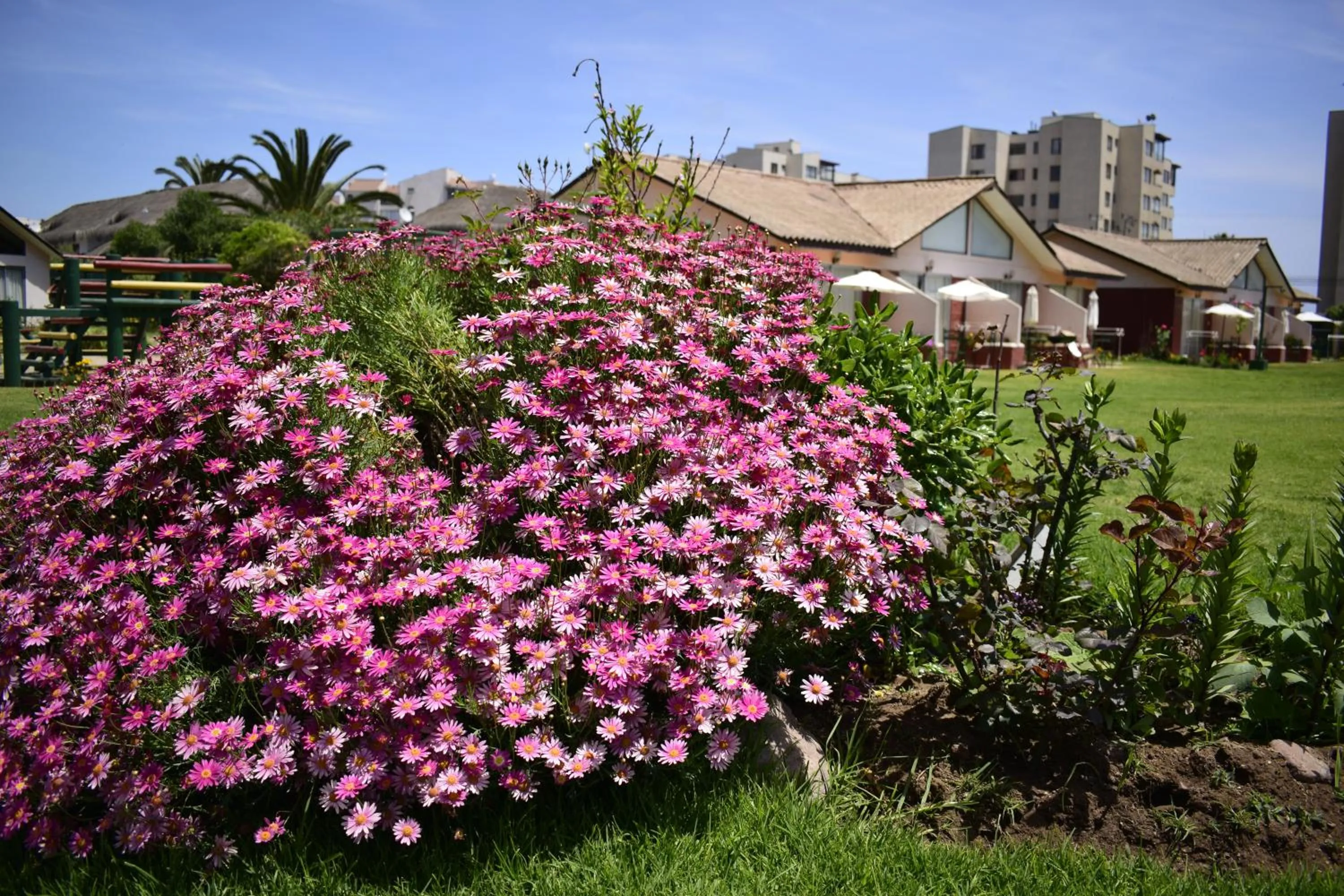 Summer in Apart Hotel Y Cabanas Vegasur