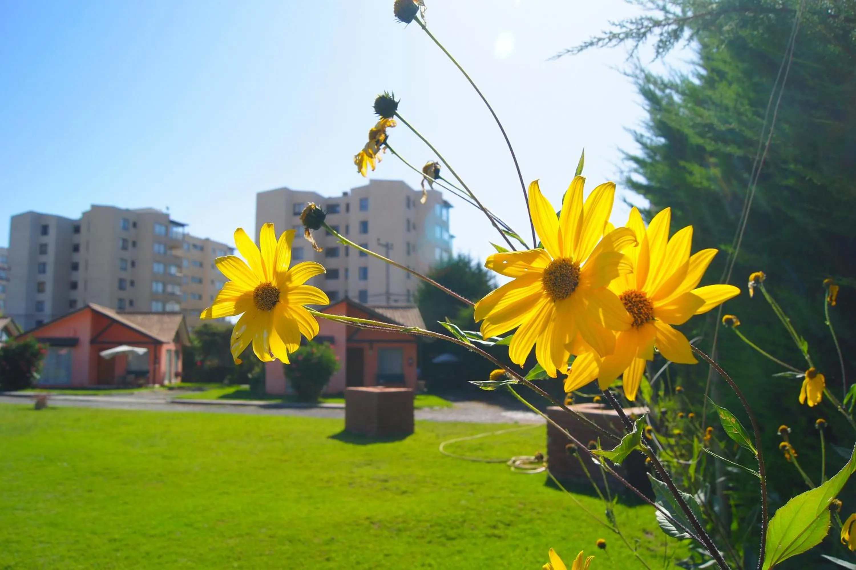 Garden in Apart Hotel Y Cabanas Vegasur