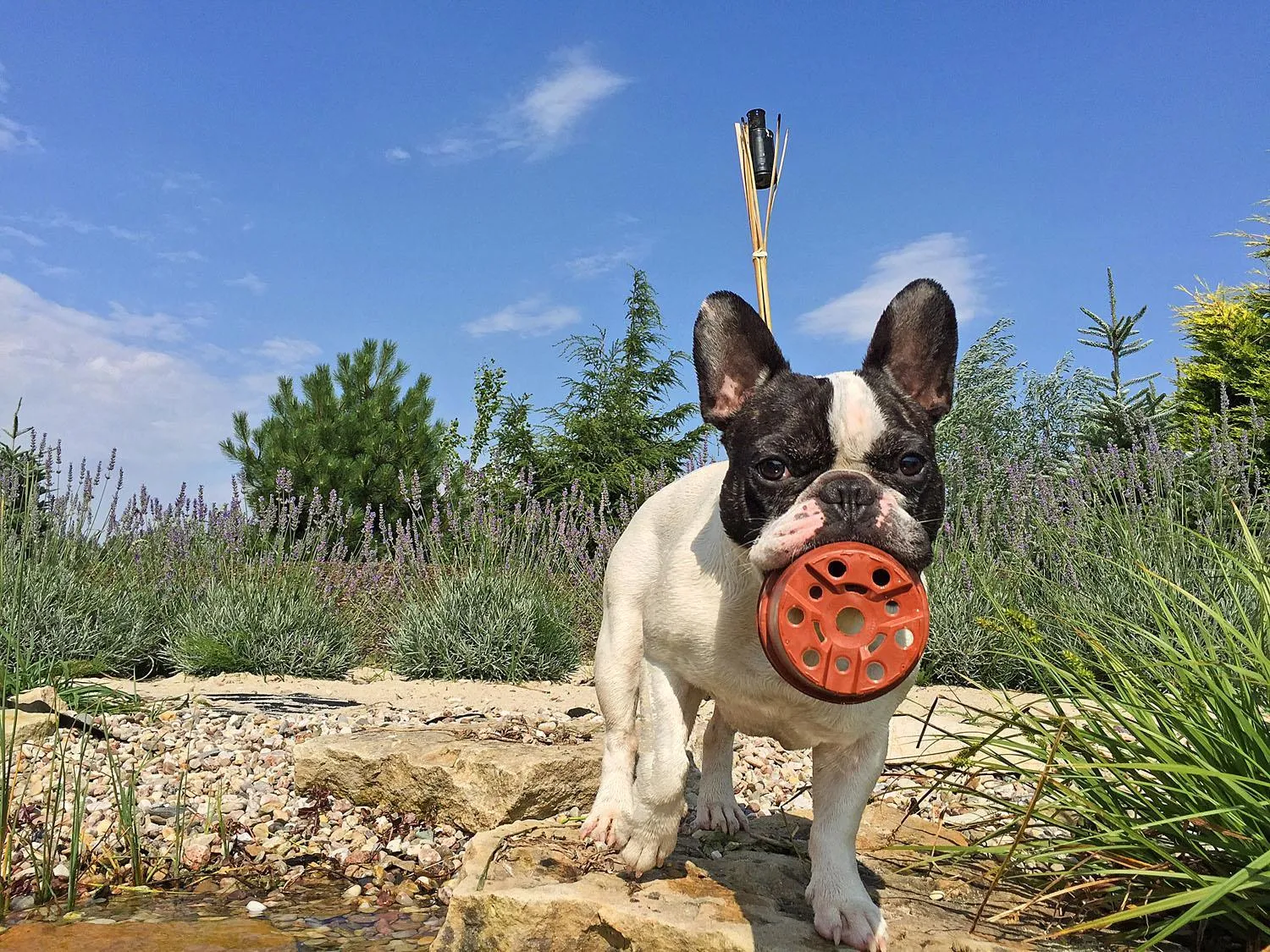 Day in Lake View Apartments near Golf Resort Kunětická Hora, Dříteč
