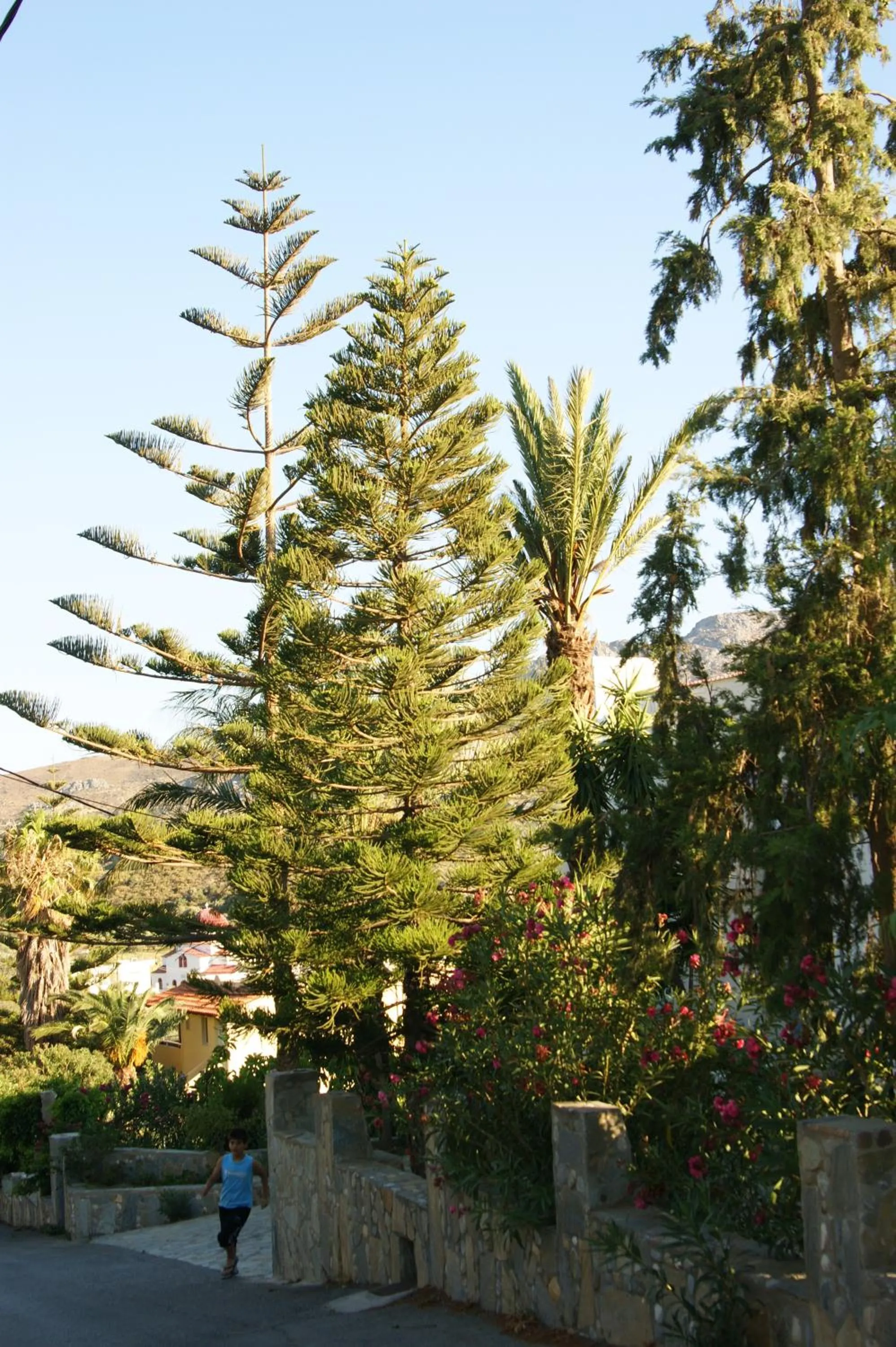 Garden in Lofos Hotel