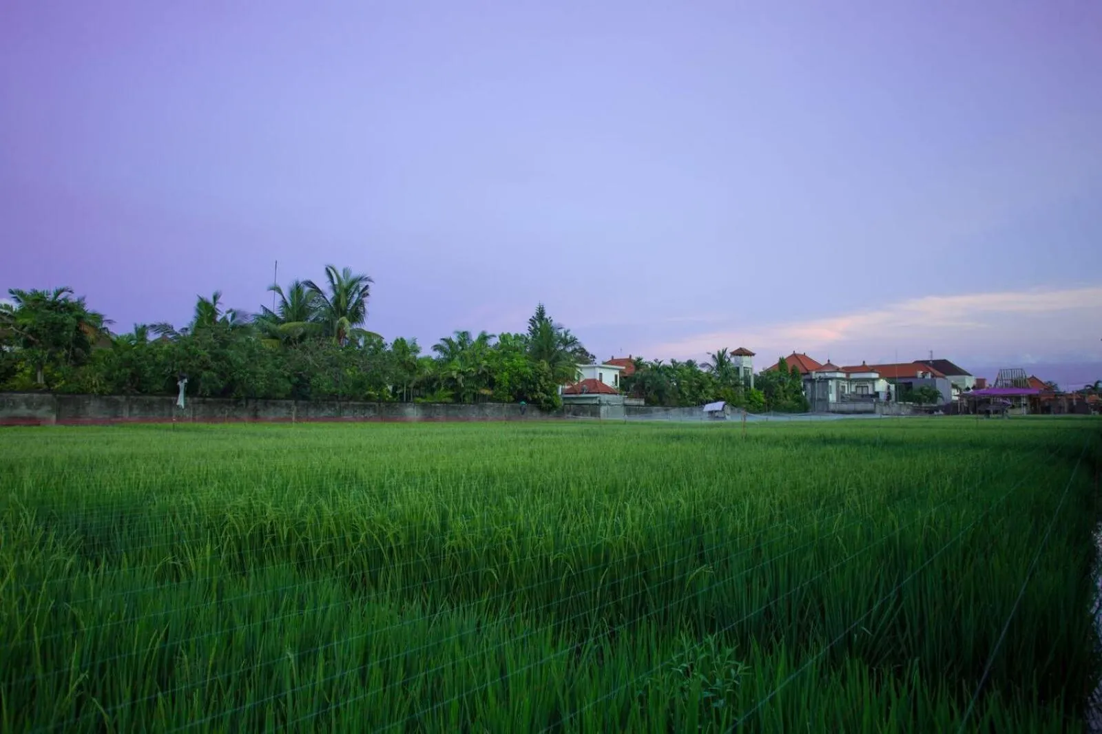 Natural landscape in The Awandari Villas Seminyak - CHSE Certified