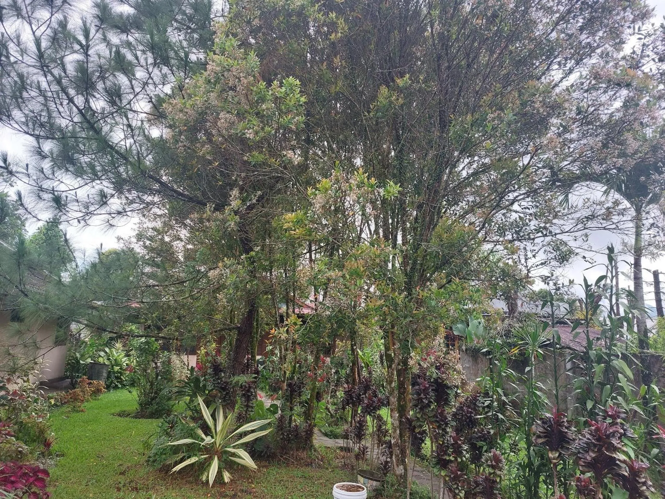 Garden in Mountain View Homestay
