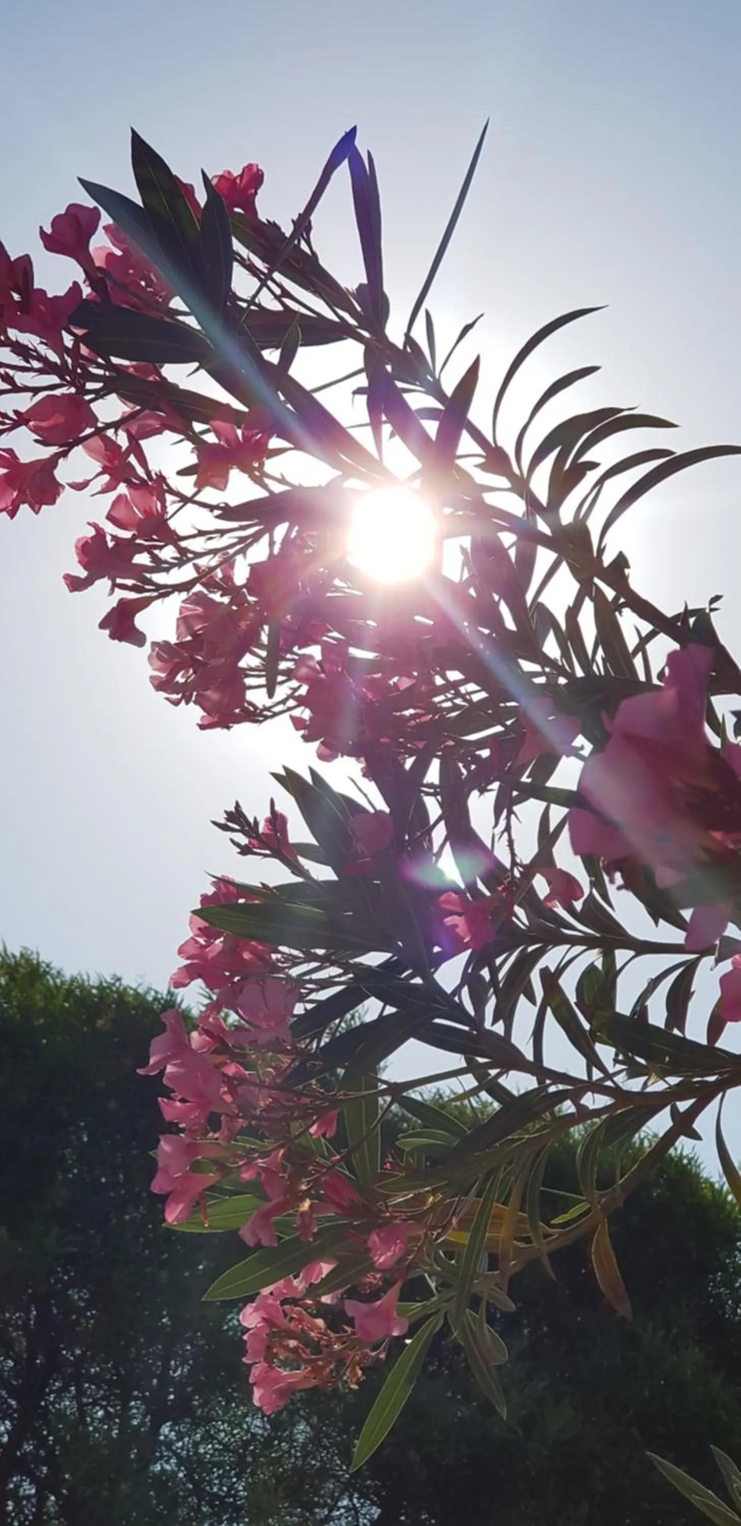 Natural landscape in Ciftlik Hotel