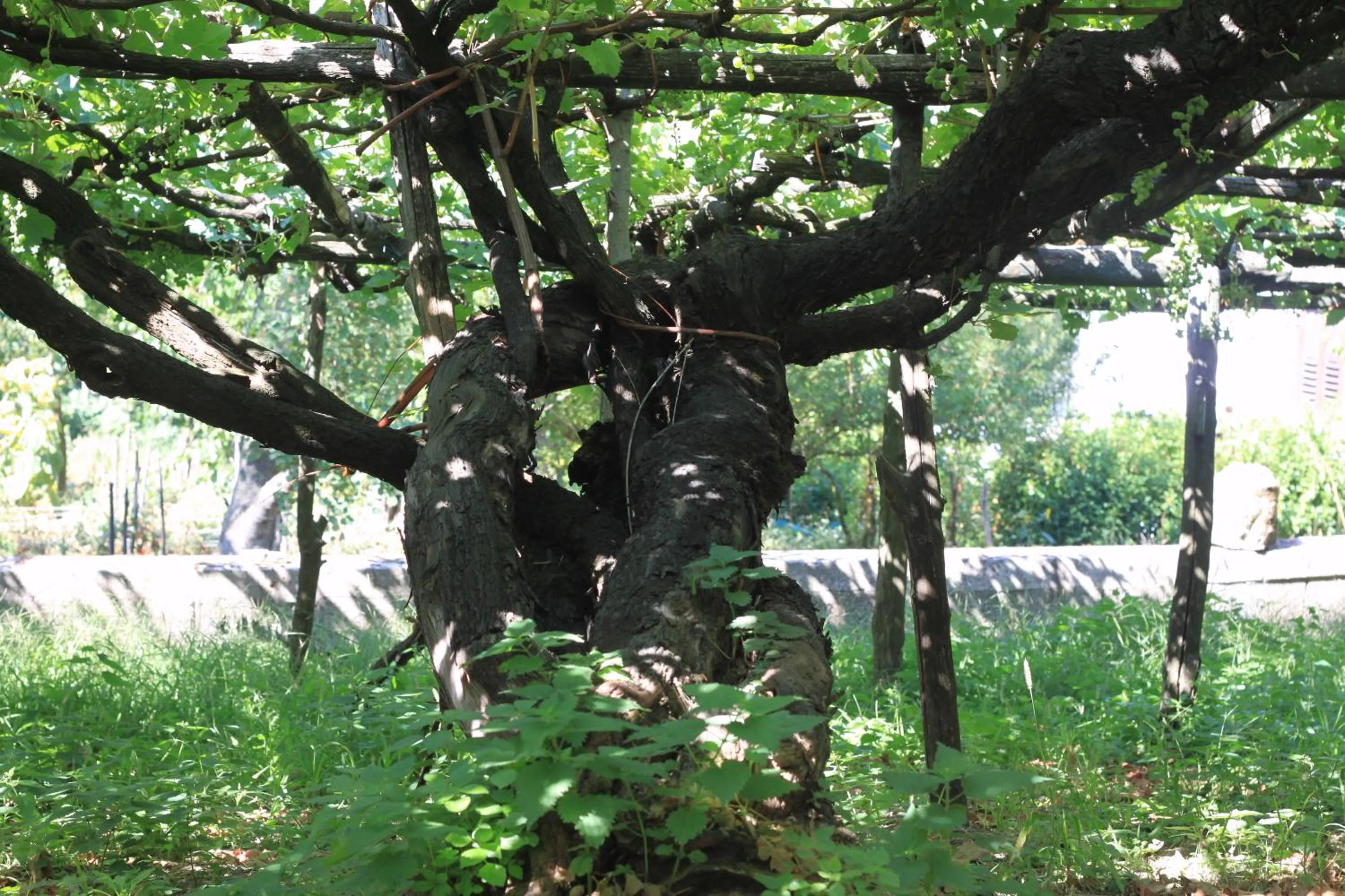 Restaurant/places to eat in Reale Wine Resort