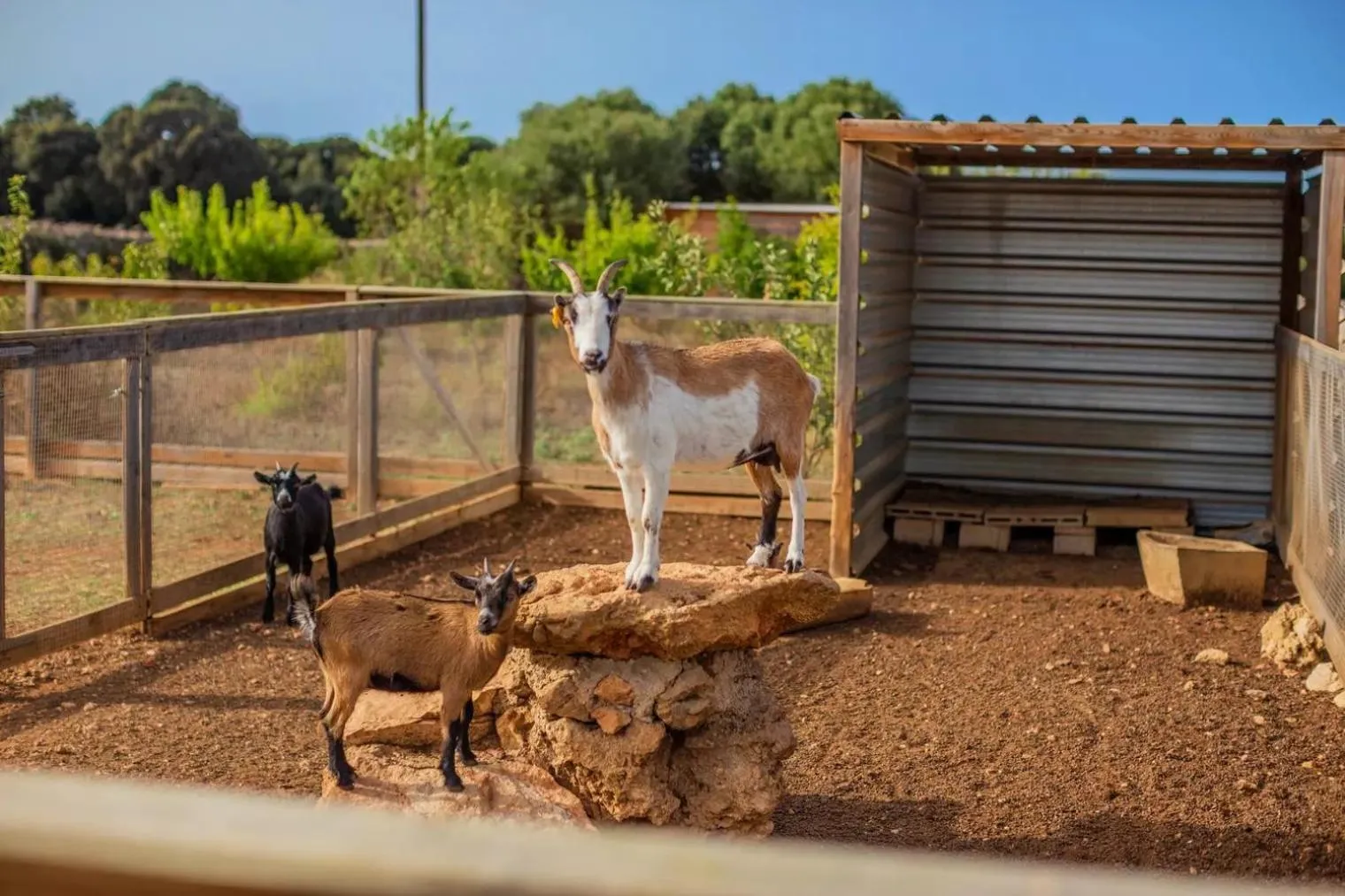 Menorca Agroturismo Llimpet