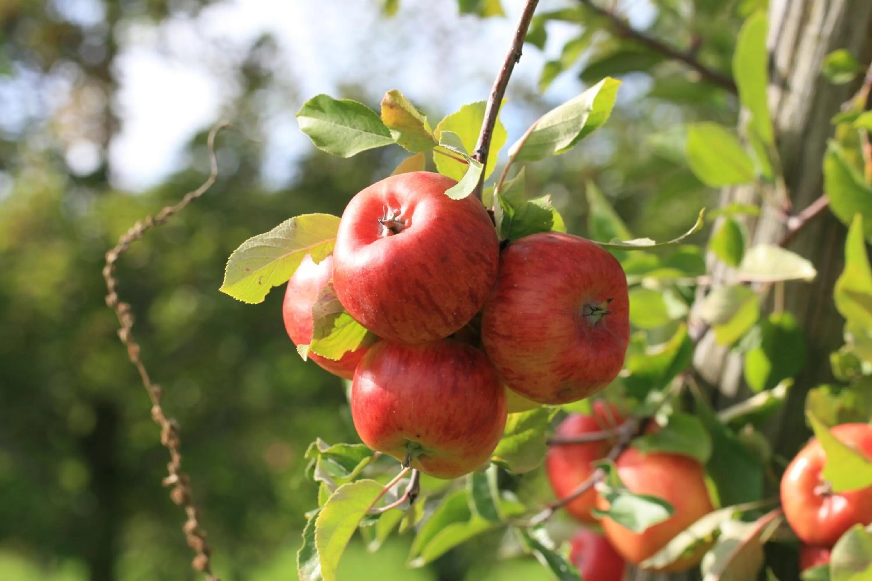 Food in Landgasthof Sonne