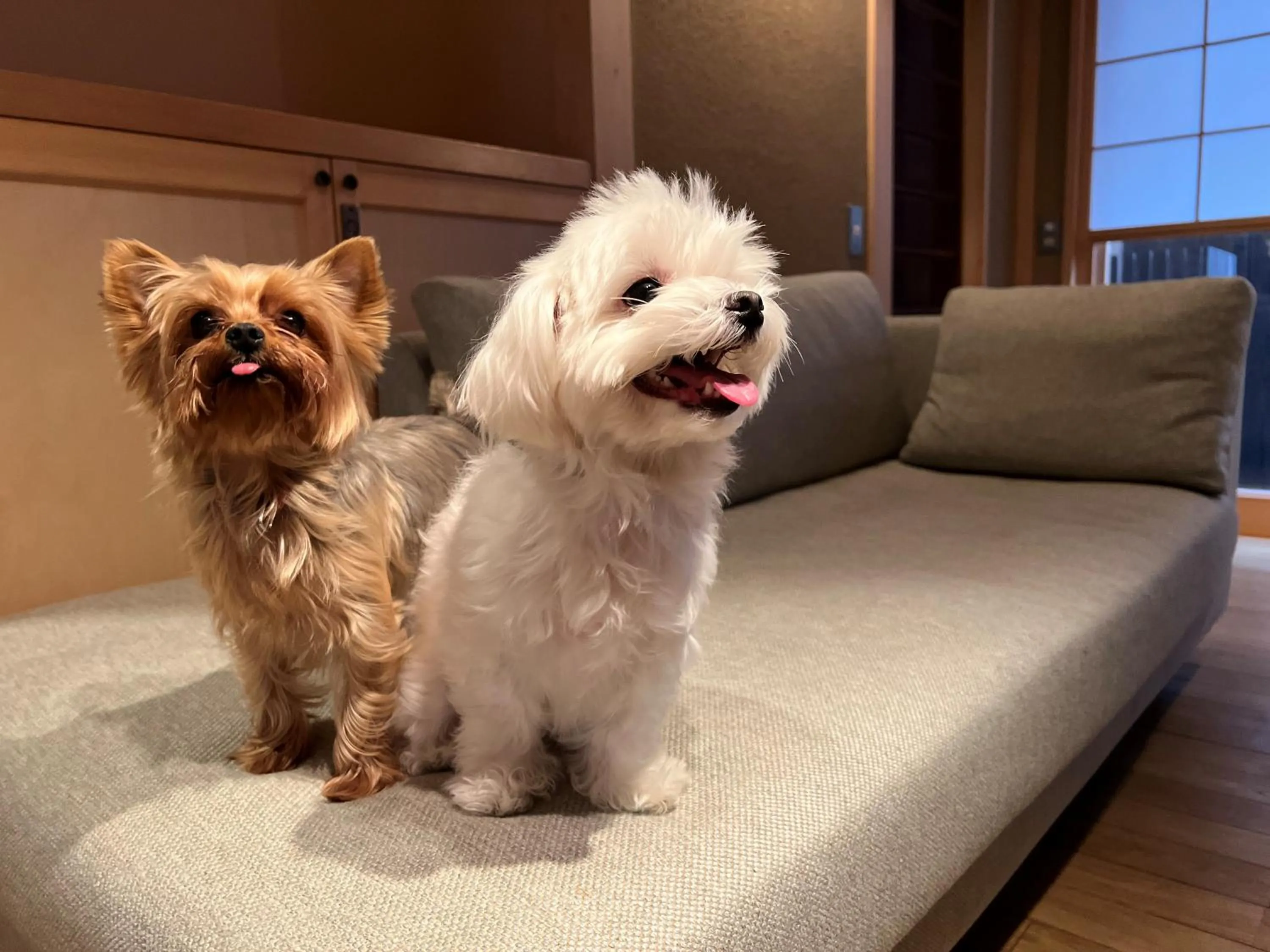 Pets in Someno House Kyoto Dog Friendly