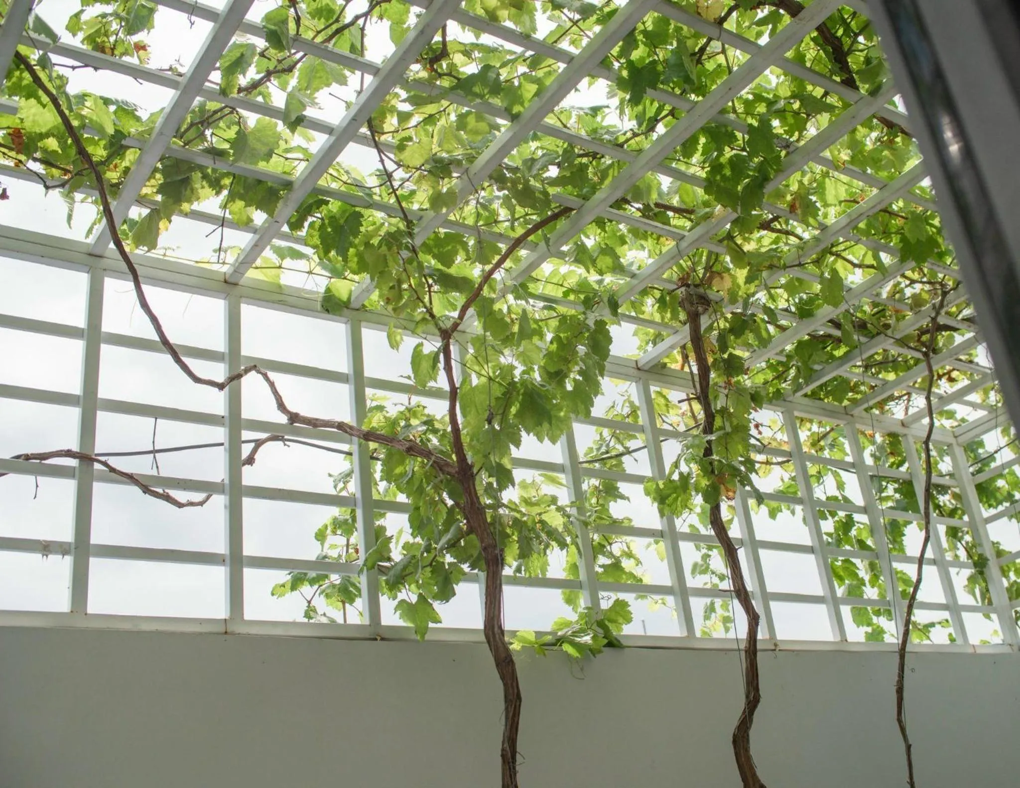 Day in West Lake Hotel - Near Bai Dai Beach