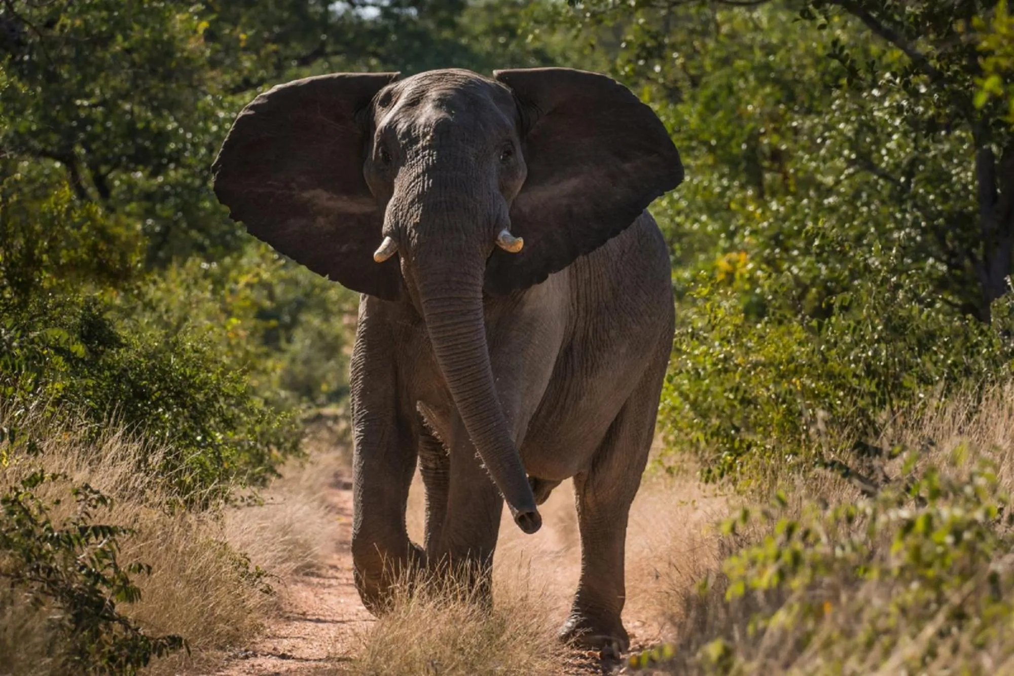 Activities in Abelana River Lodge