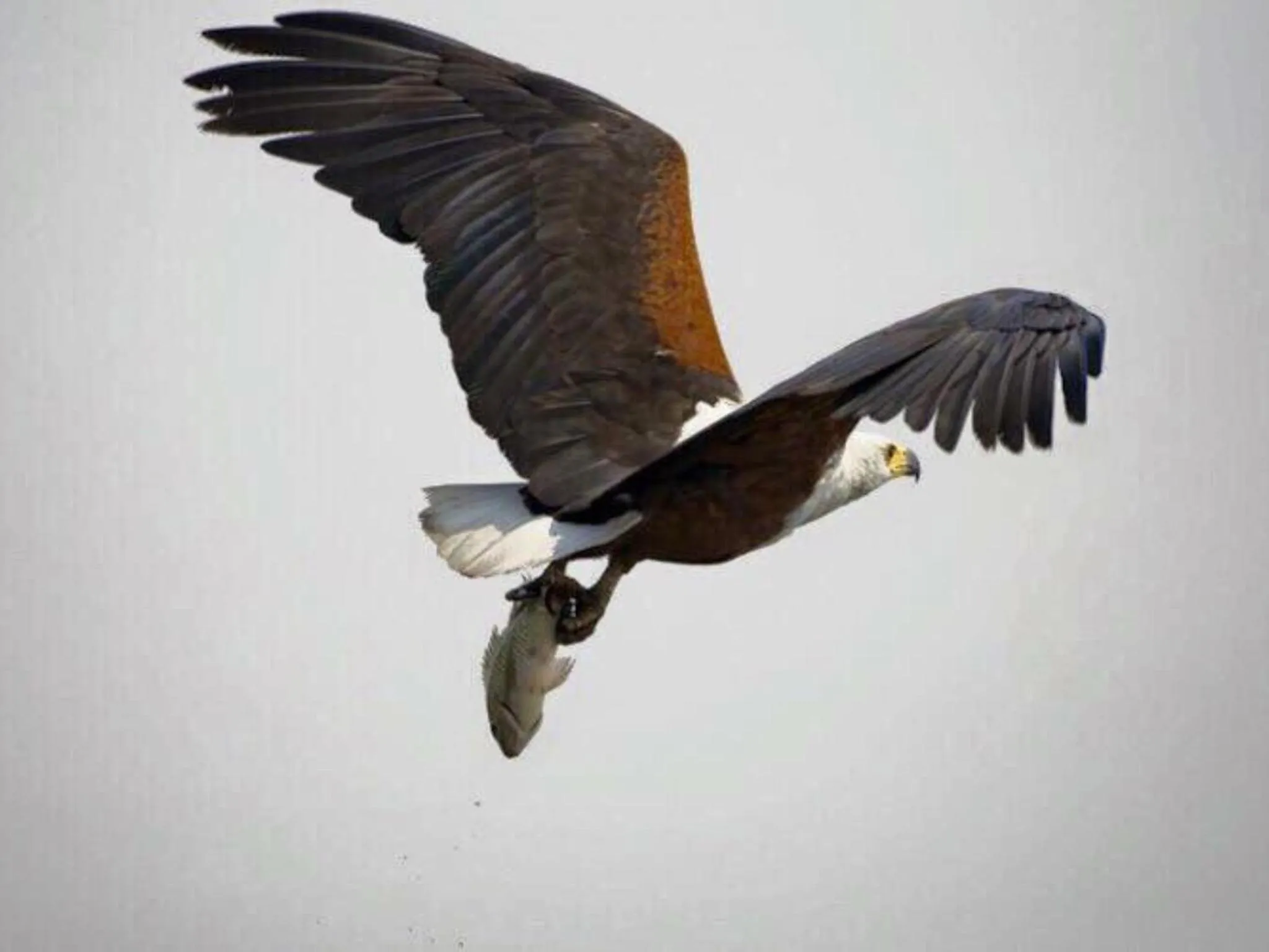 Animals in Lanseria Country Estate