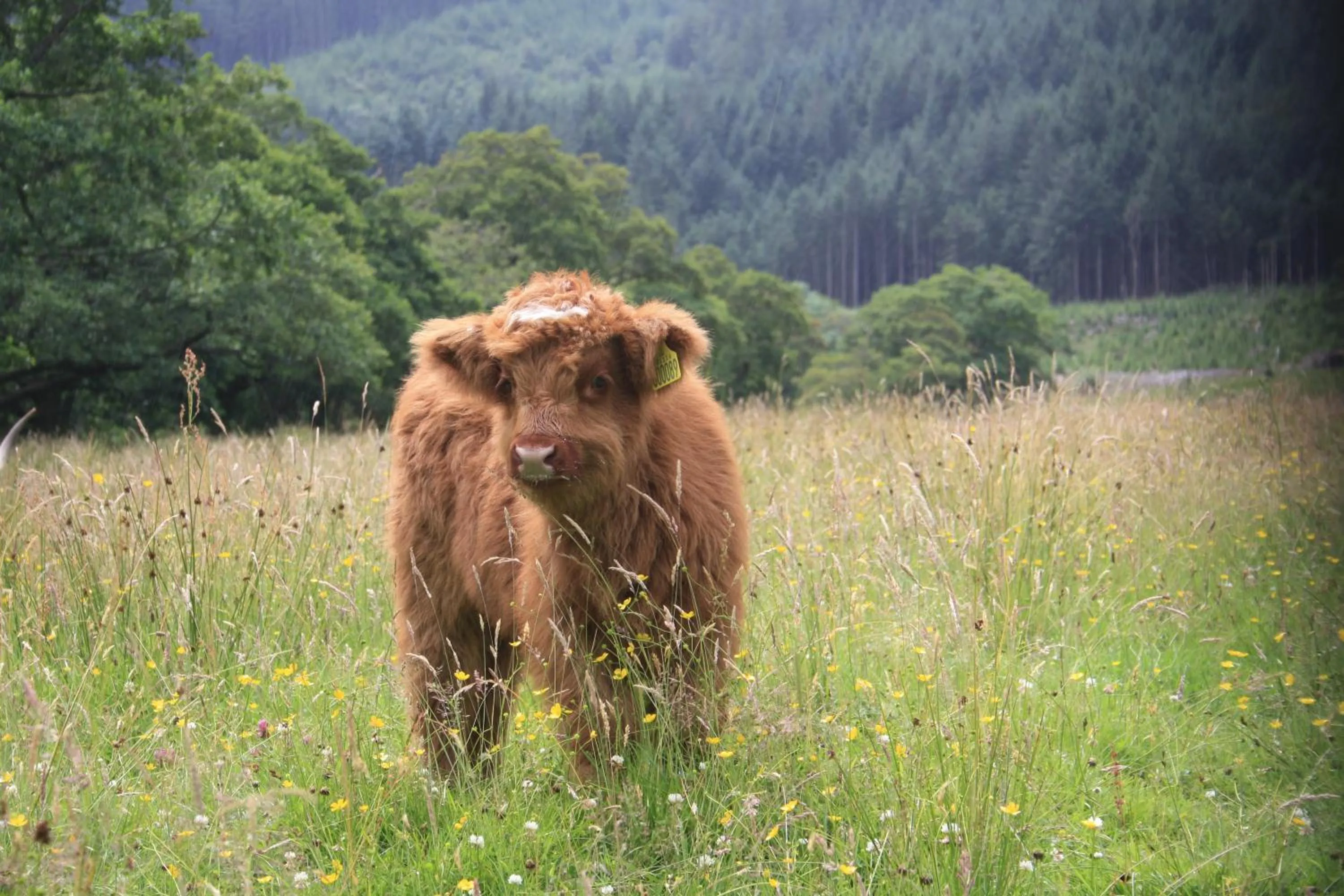 Natural landscape in Glen Nevis Holidays