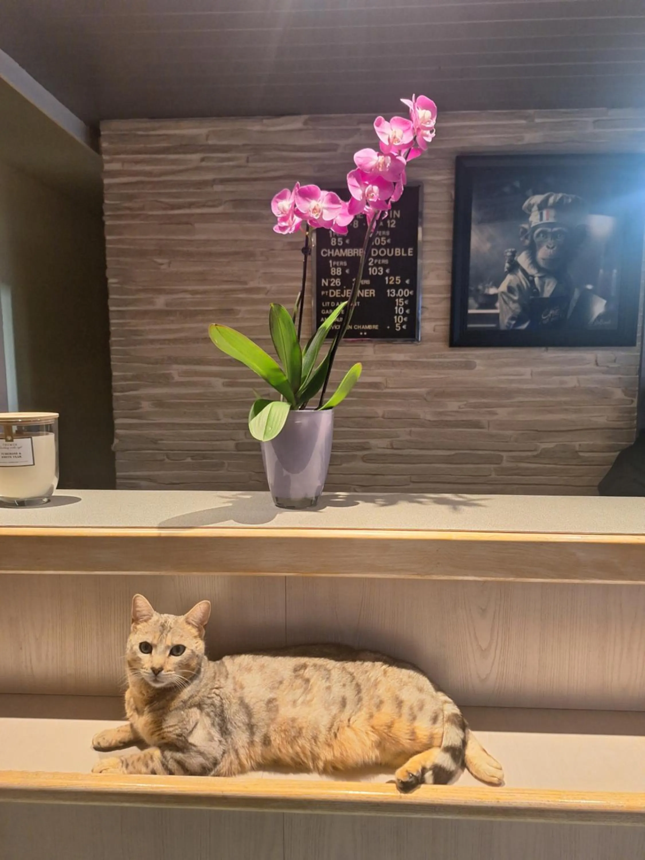 Pets in Hotel le Foron