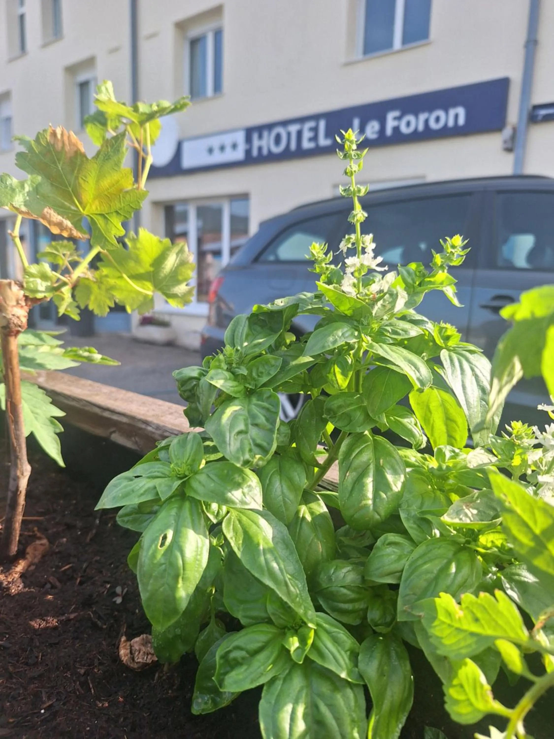 Garden in Hotel le Foron
