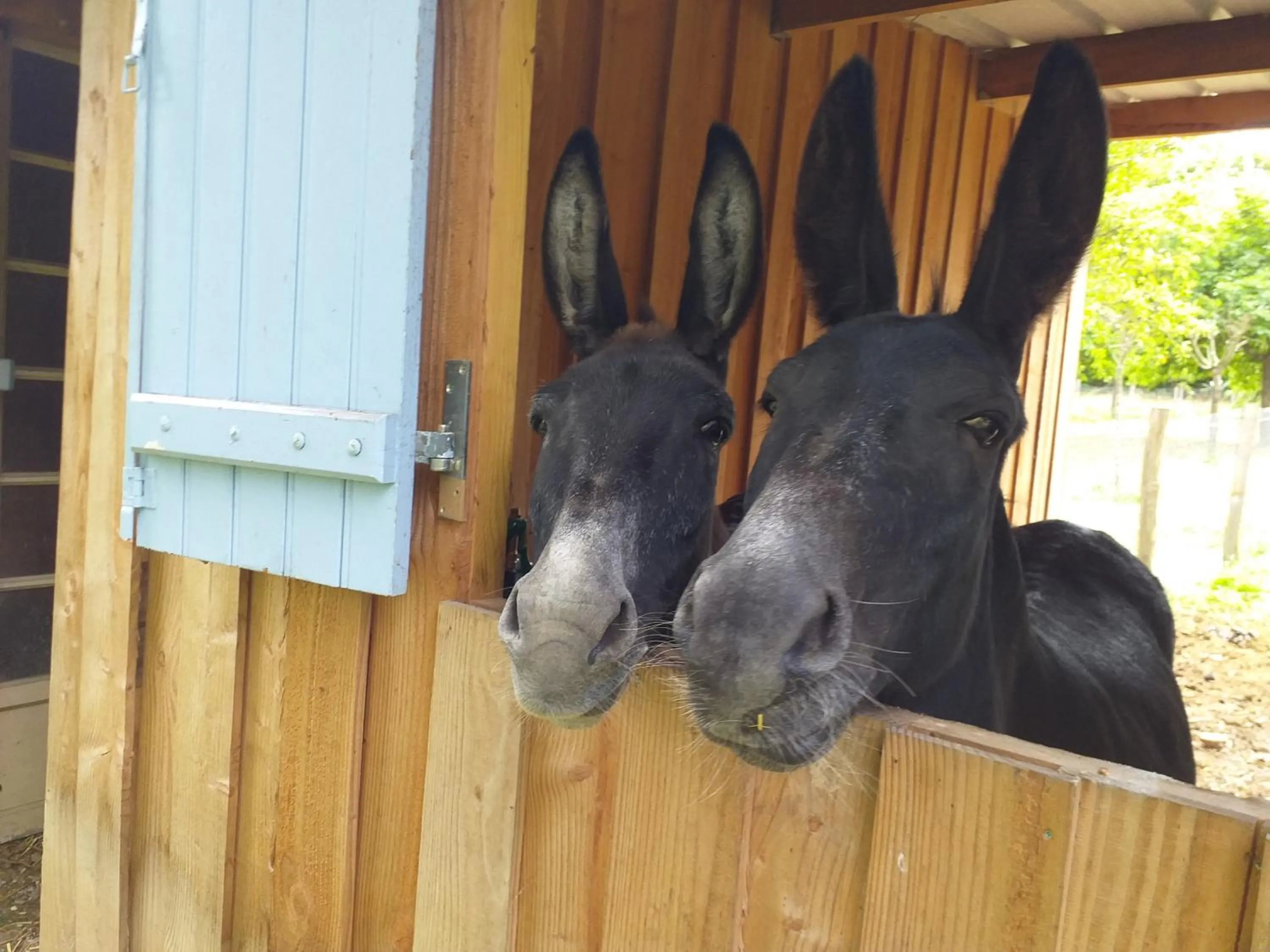 Animals in Ma maison bleue