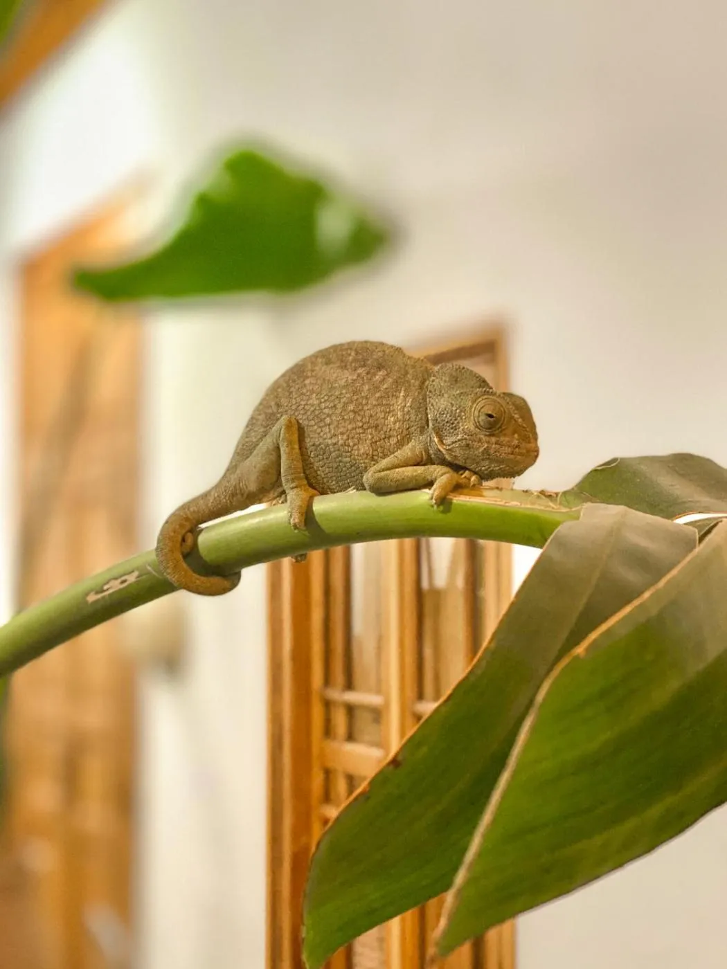 Animals in Riad Le Pèlerin