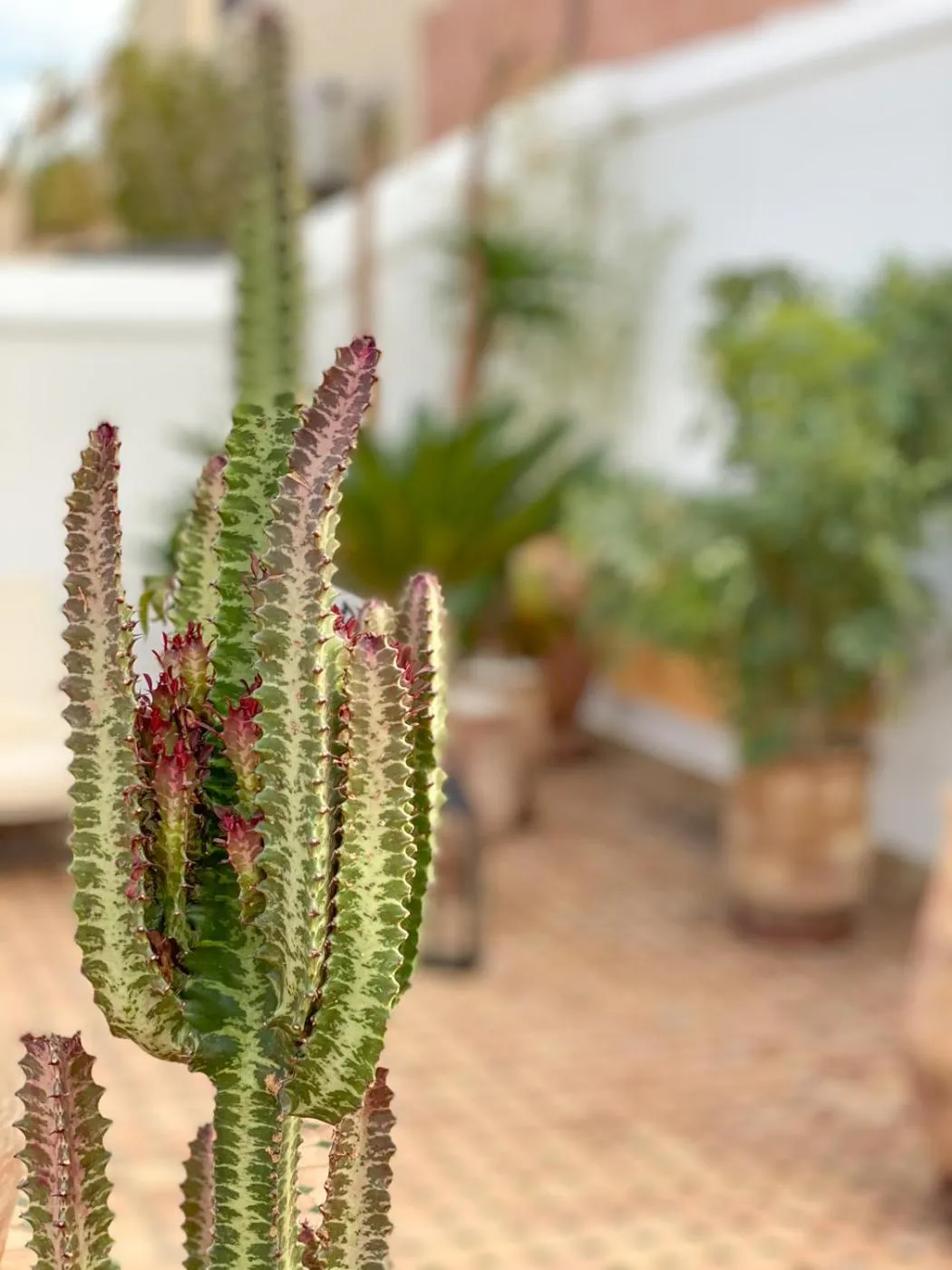 Garden in Riad Le Pèlerin