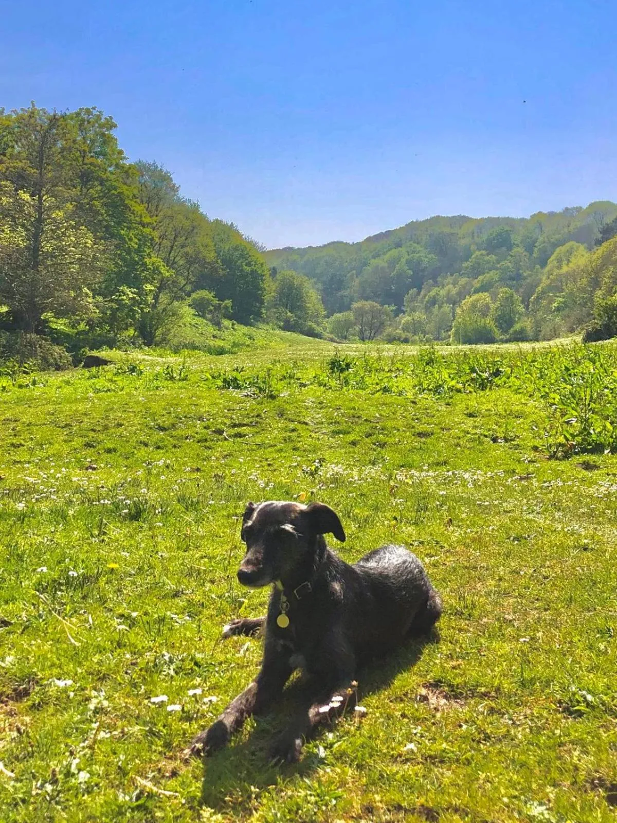 pet friendly in Churchwood Valley