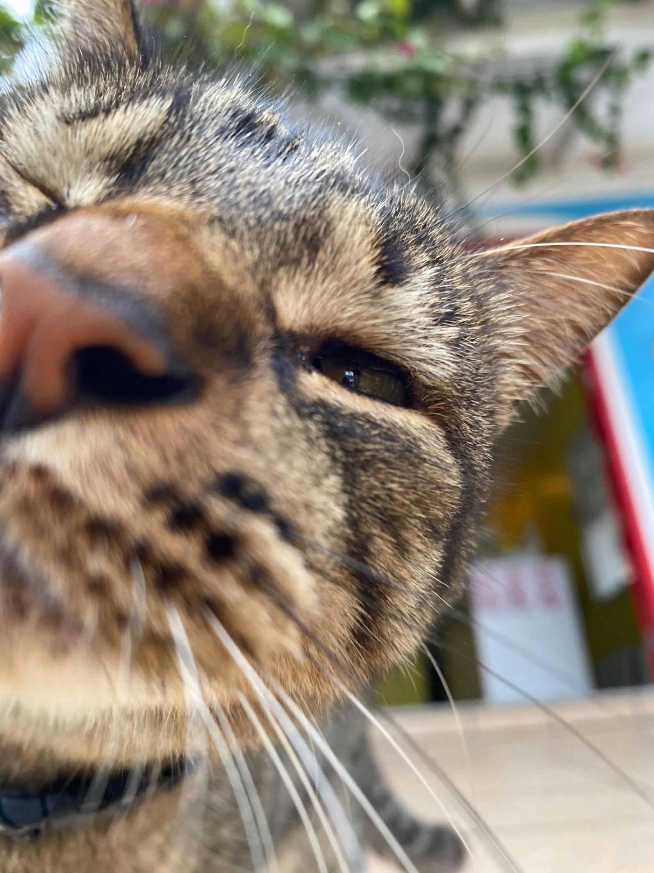 Pets in Pequi hostel