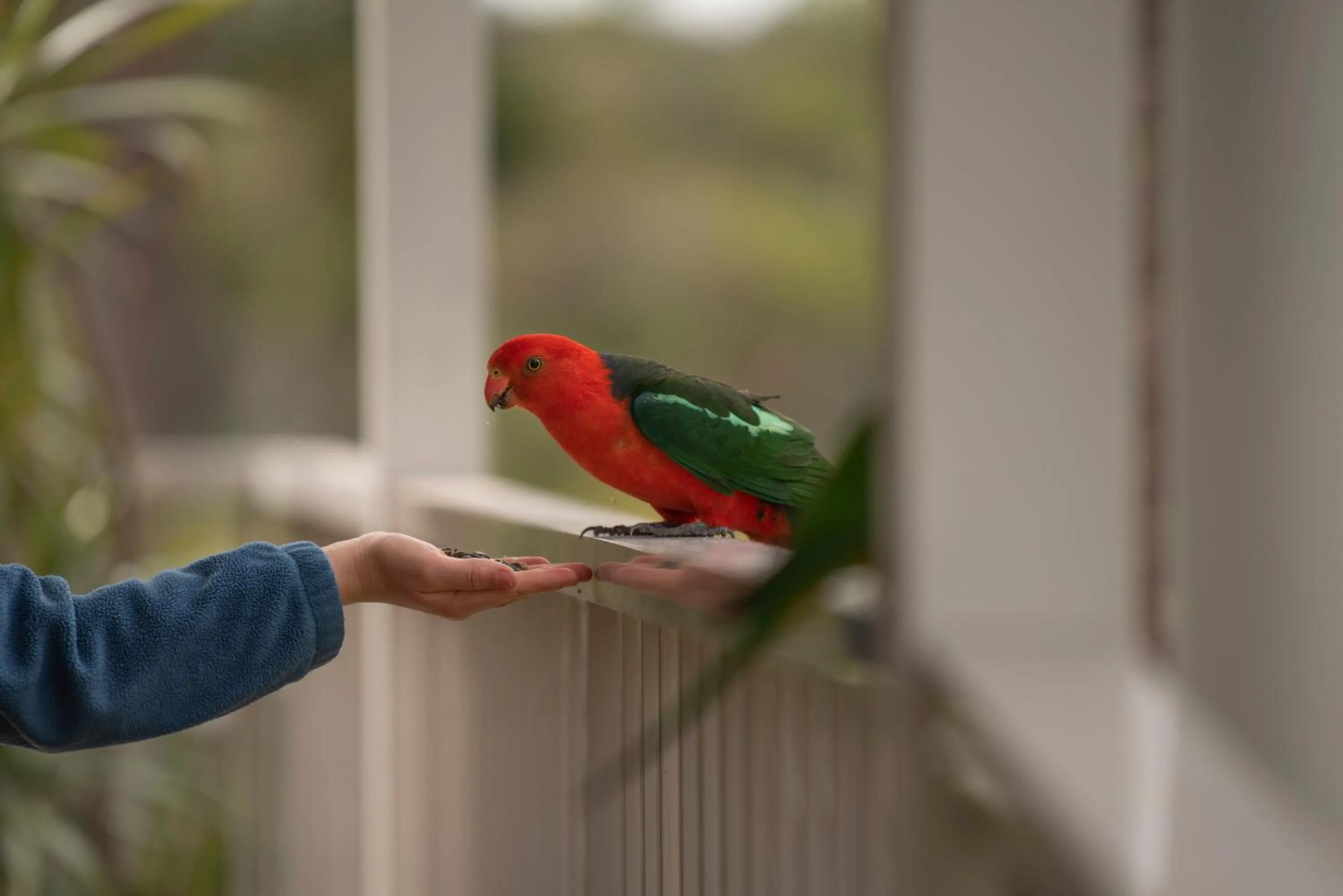 Animals in The Leaning Oak Holiday Lifestyles - Lake Conjola