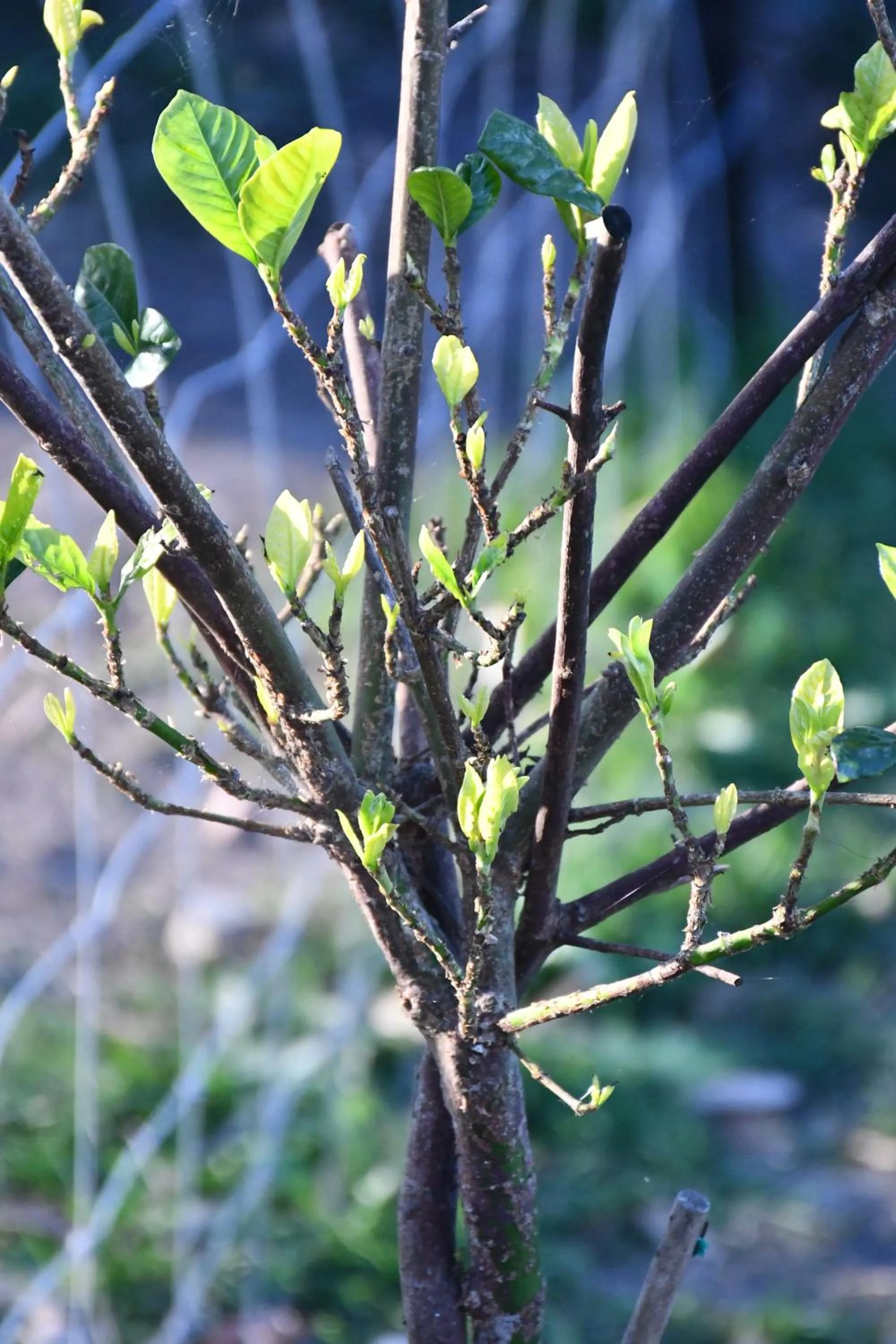 Garden in The Leaning Oak Holiday Lifestyles - Lake Conjola