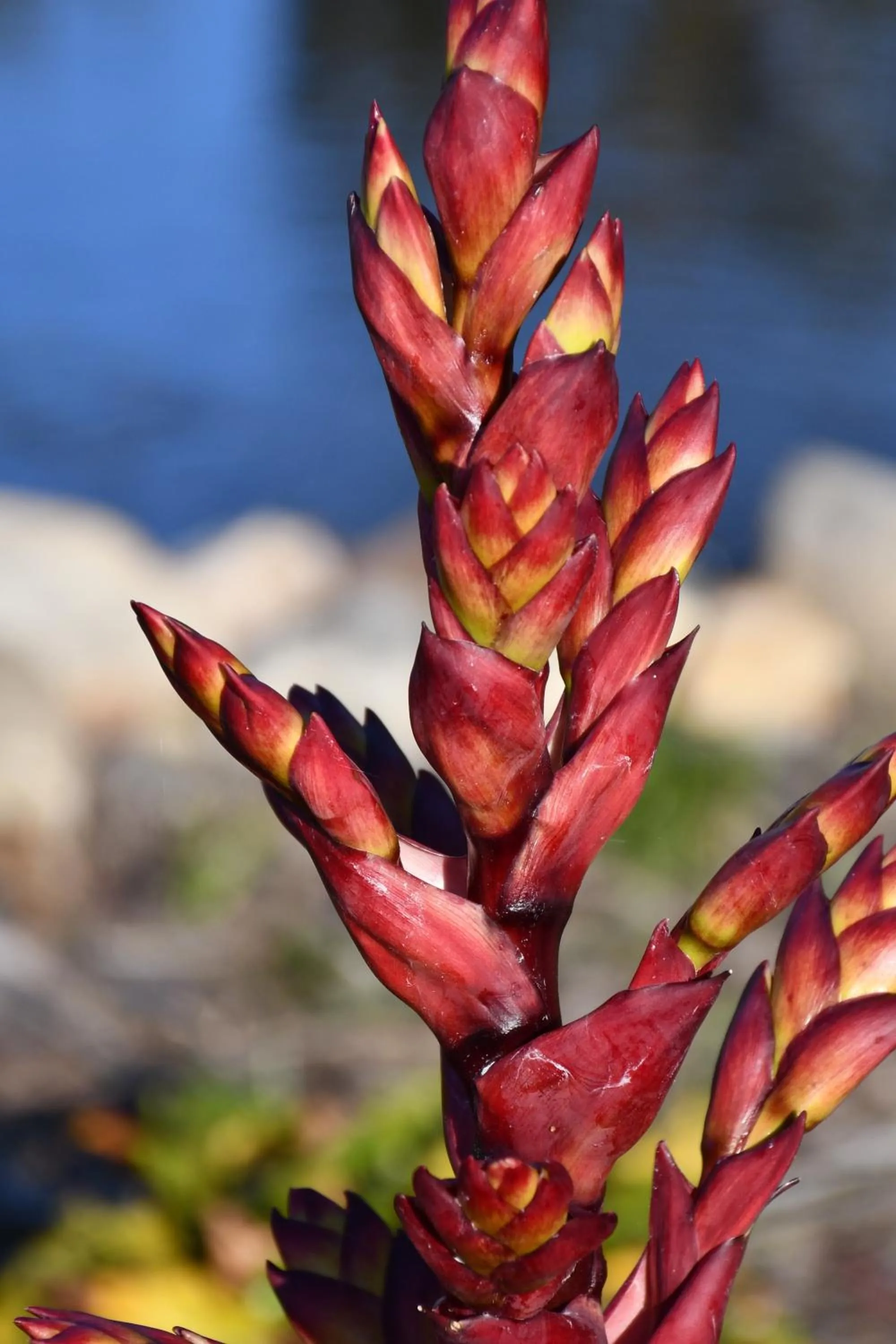 Garden in The Leaning Oak Holiday Lifestyles - Lake Conjola