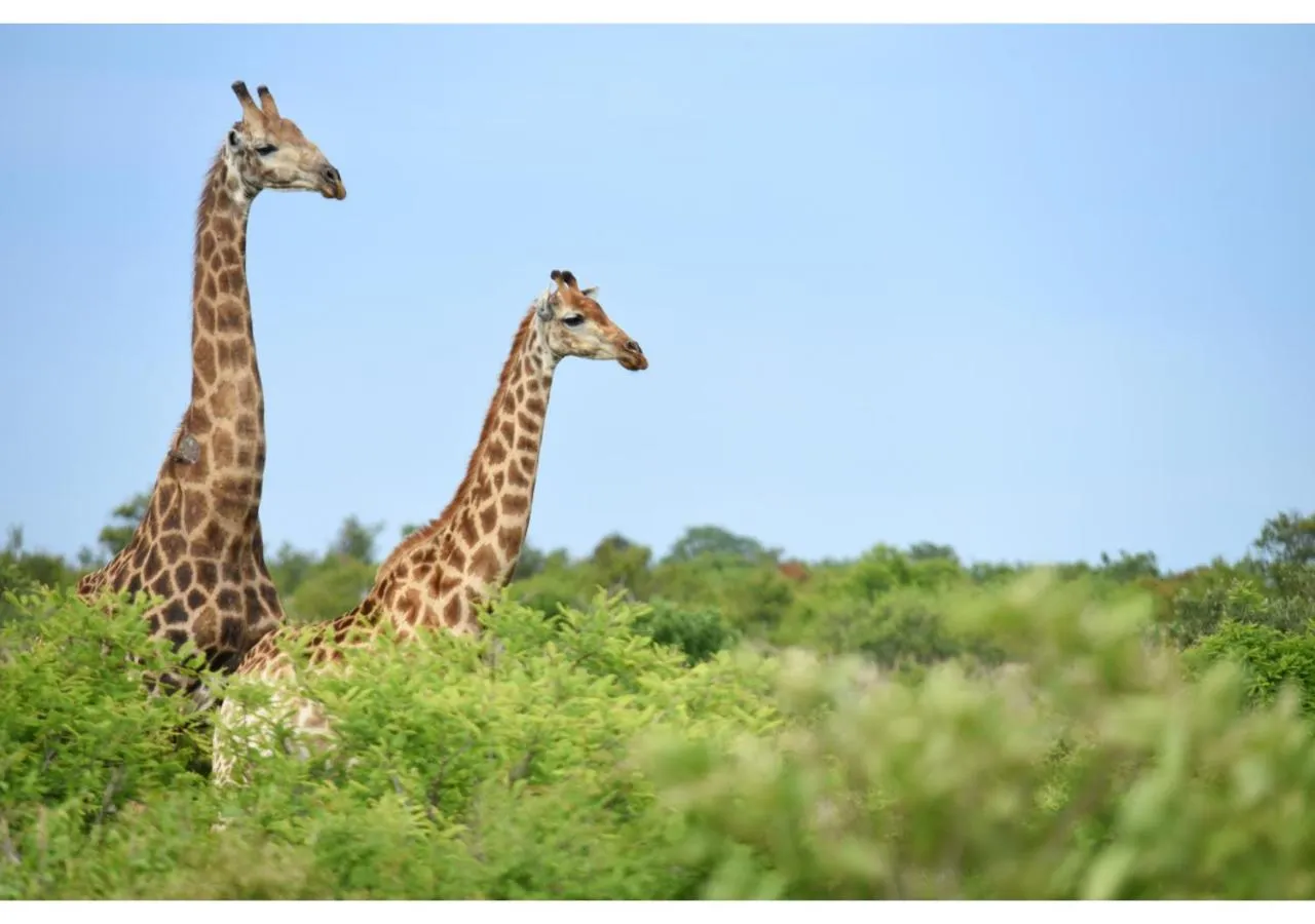 Animals in Mziki Safari Lodge