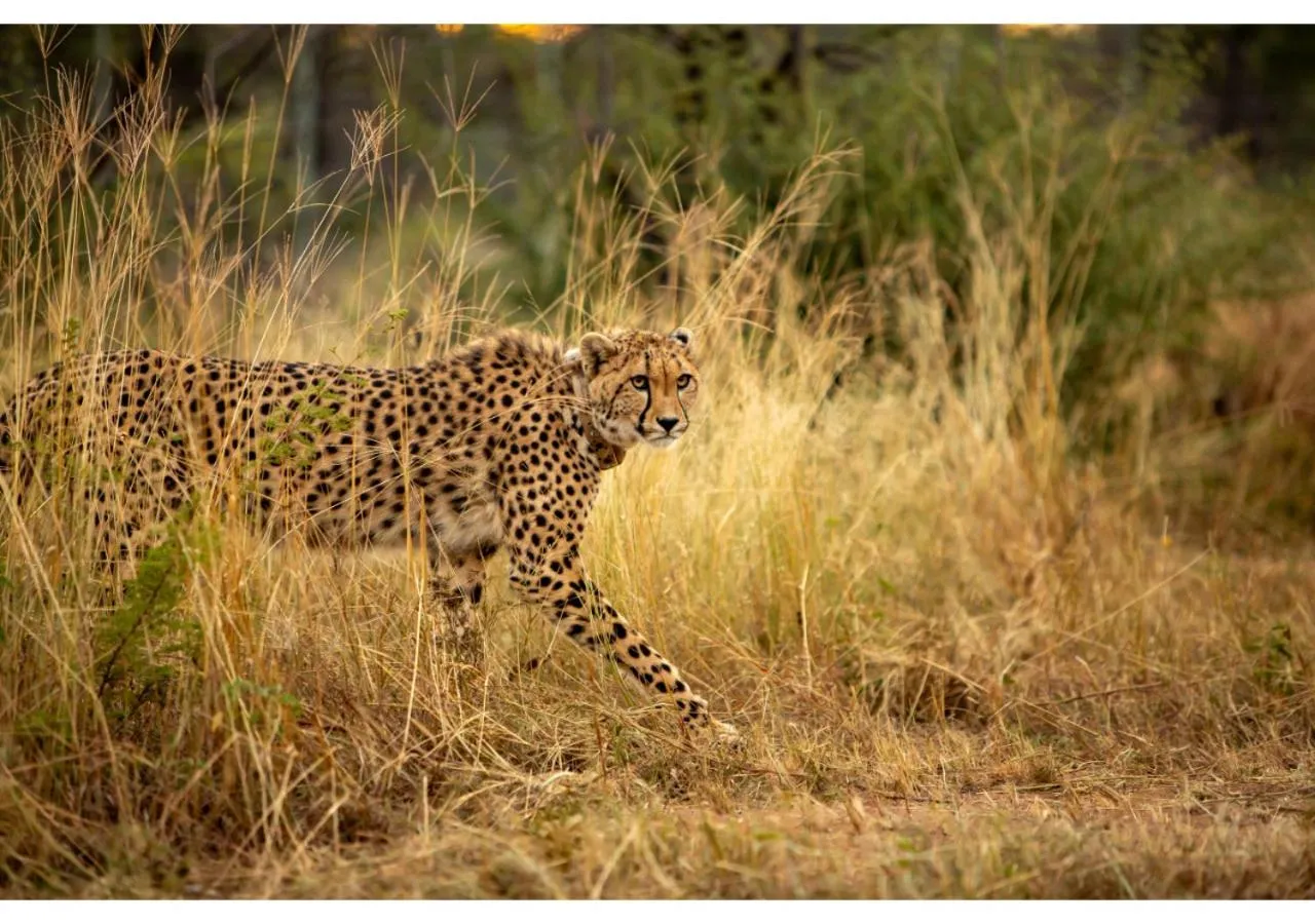 Animals in Mziki Safari Lodge