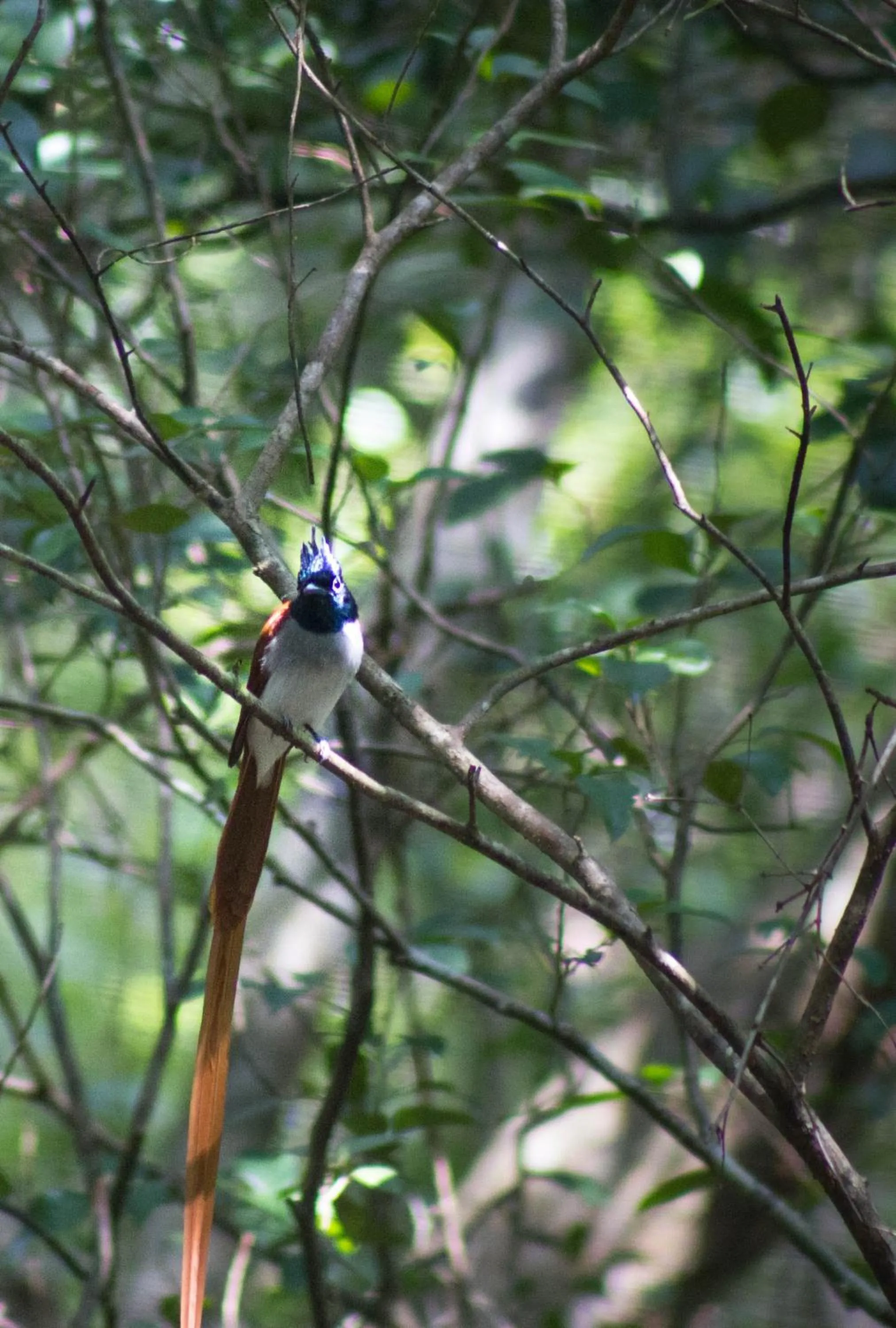 Animals in Cloud Nine Lanka Resort Wilpattu