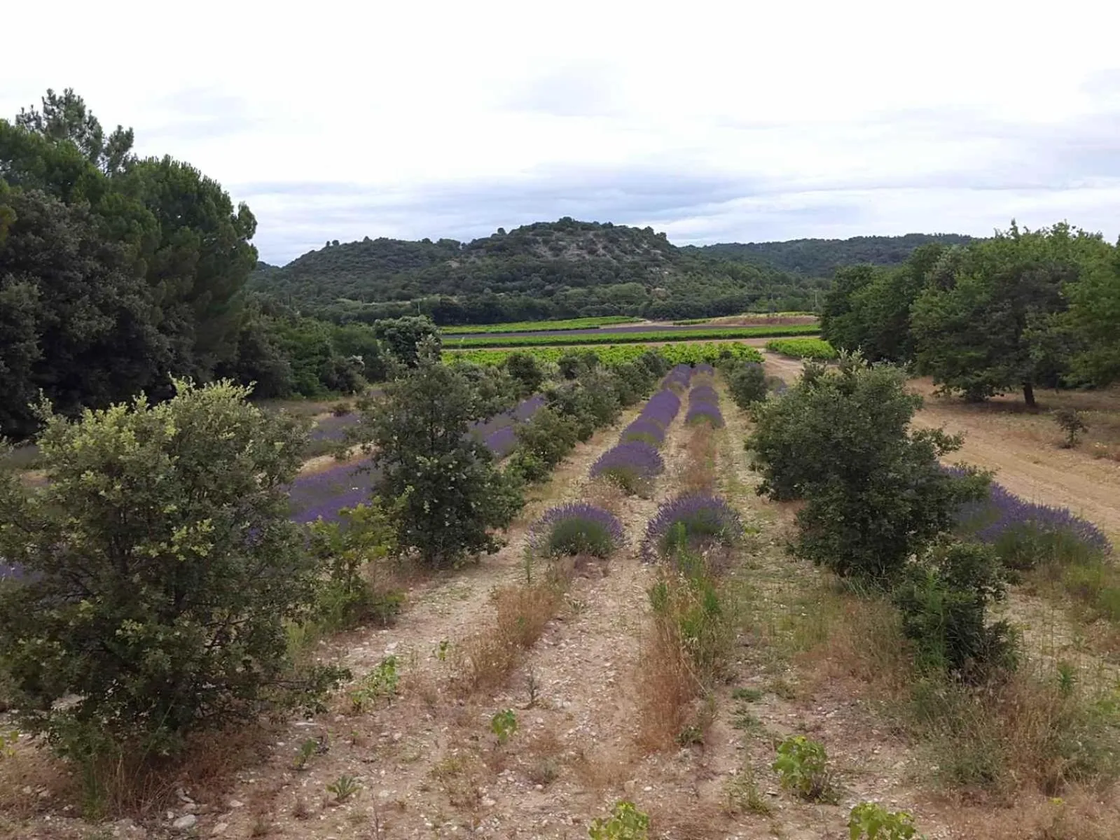 Natural landscape in Chambre d'hôtes en provence avec Jacuzzi