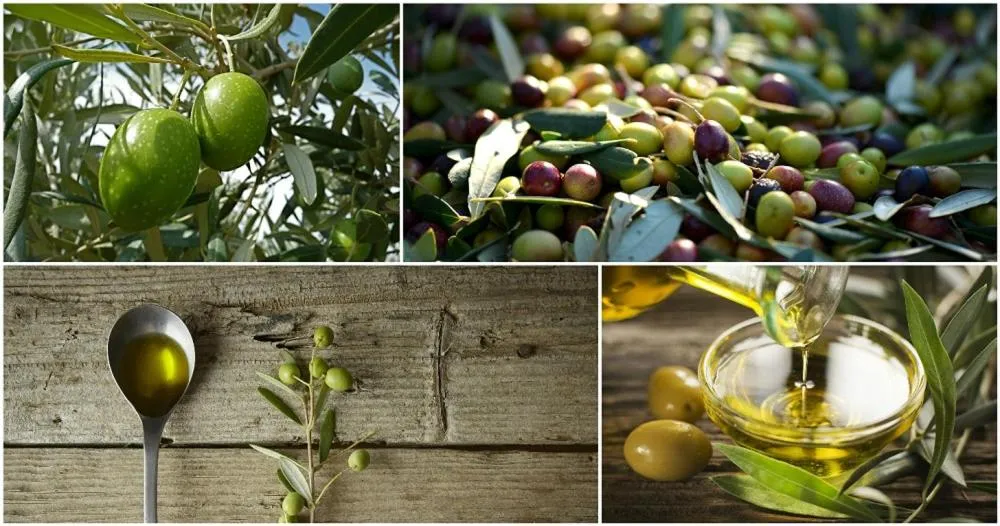 Food in Chambre d'hôtes en provence avec Jacuzzi