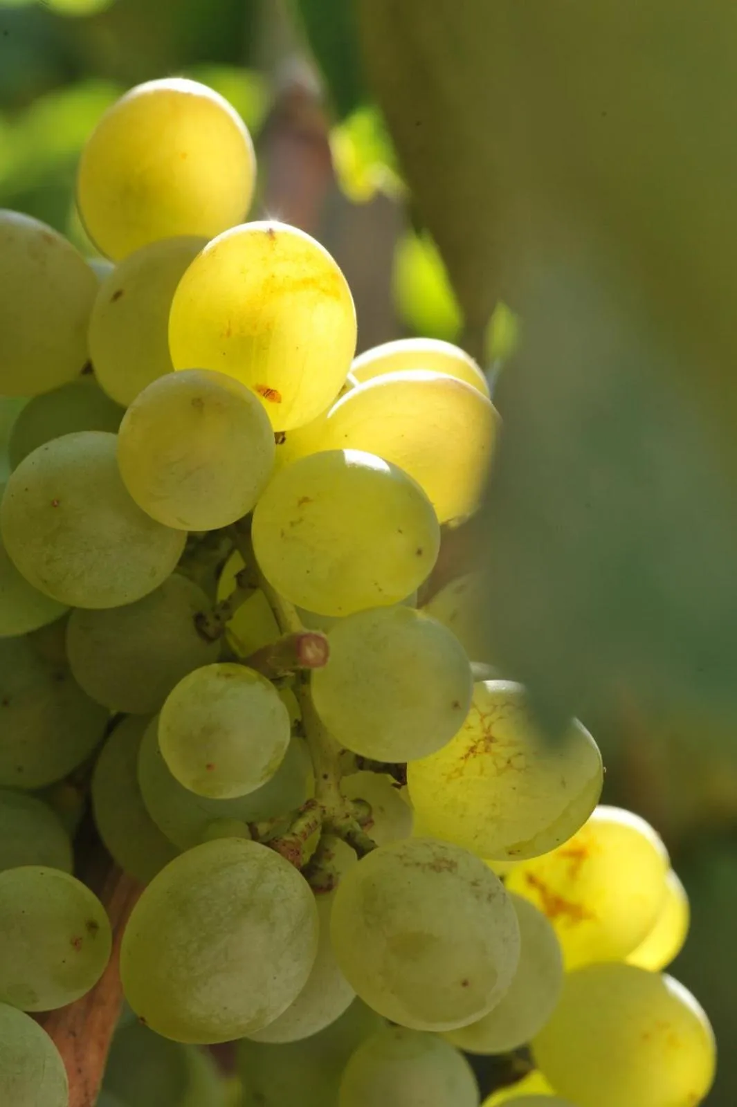 Spring in Auberge de la Fontaine
