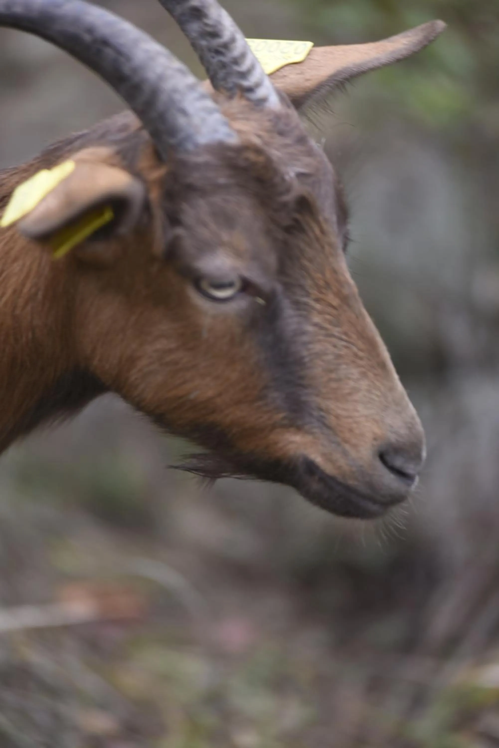 Animals in Auberge de la Fontaine