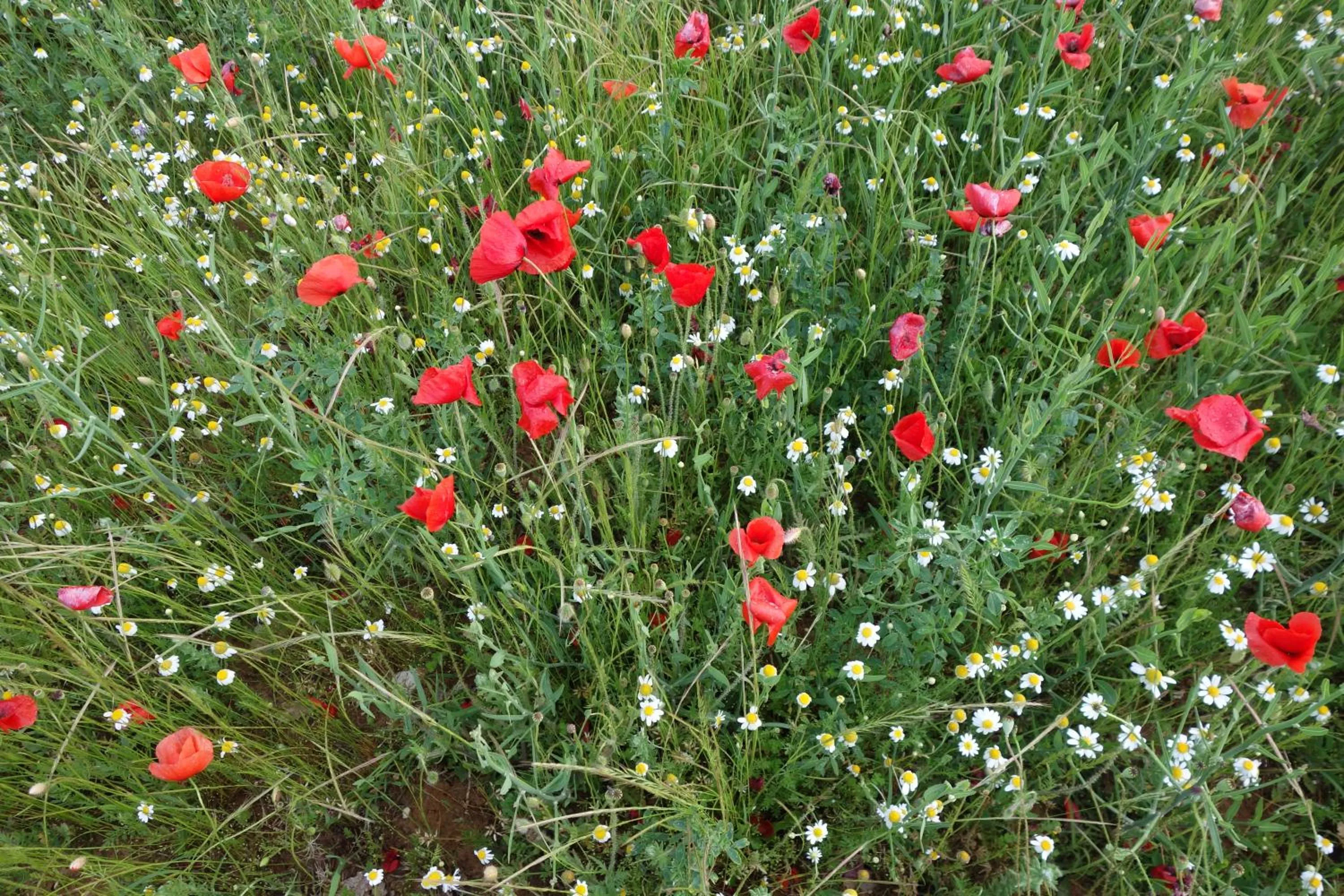 Spring in Auberge de la Fontaine